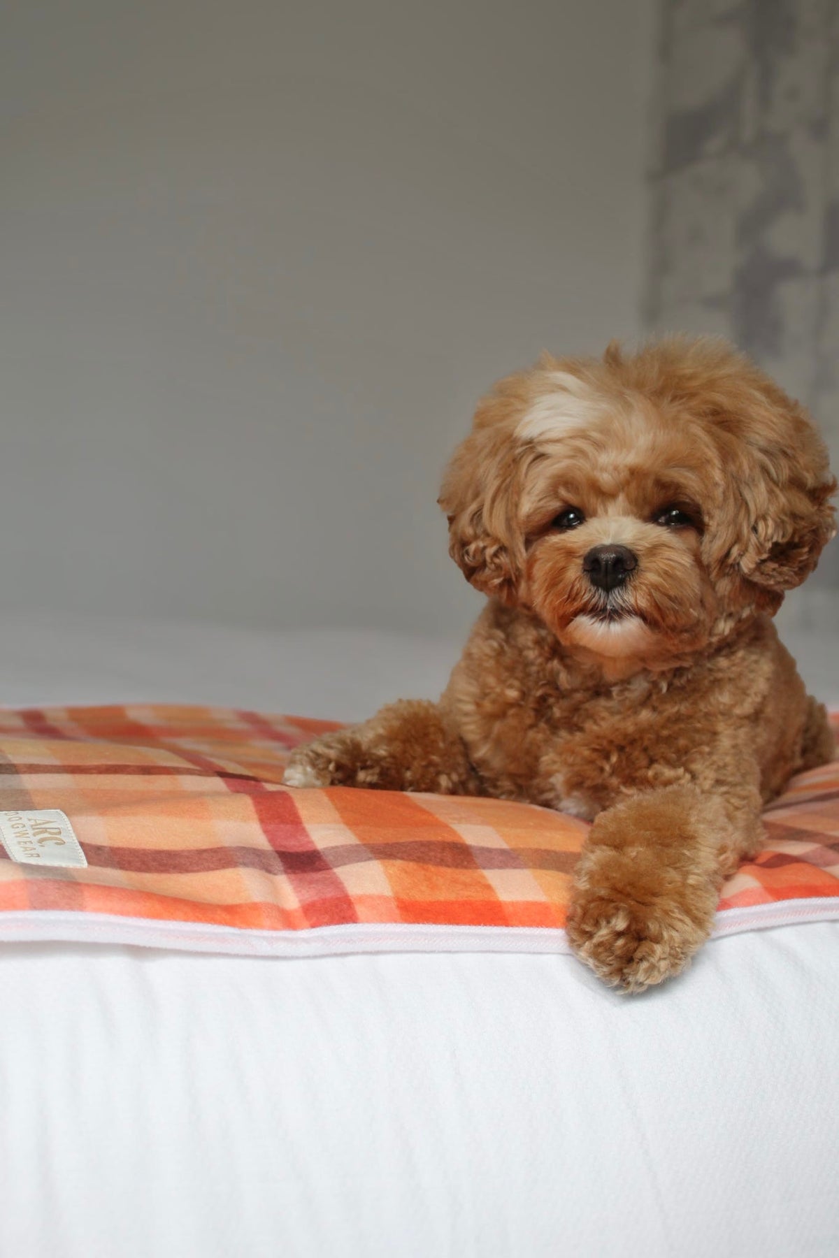 Harvest Pet Blanket