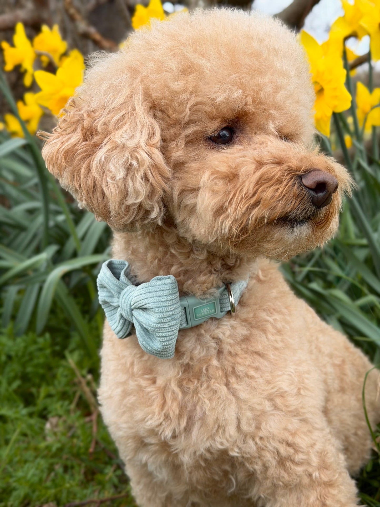 Celadon Bow Tie (Corduroy)
