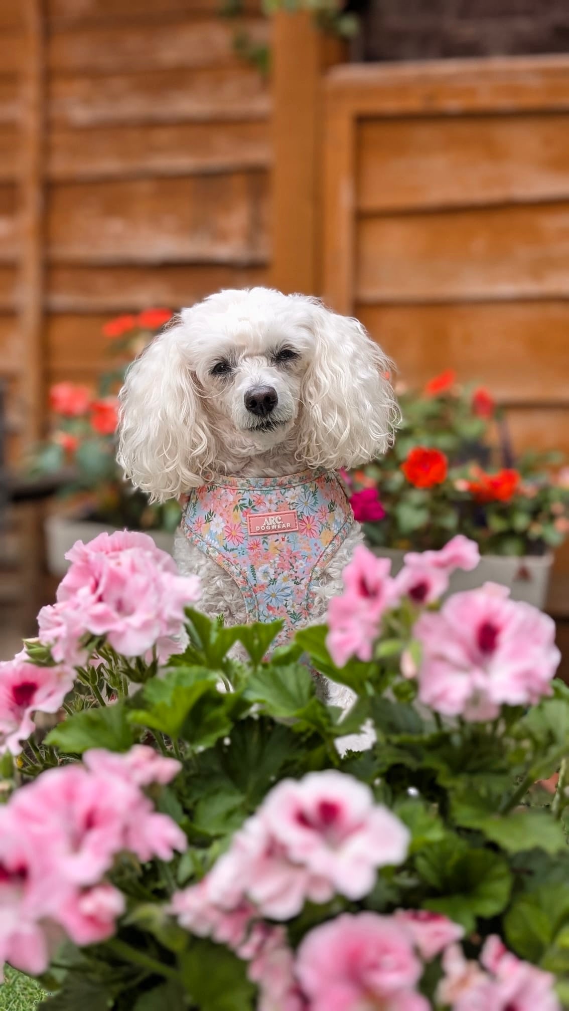 Flora Adjustable Harness