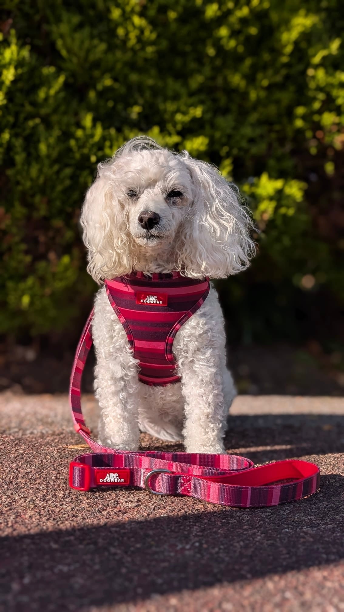 Bramble Adjustable Length Lead