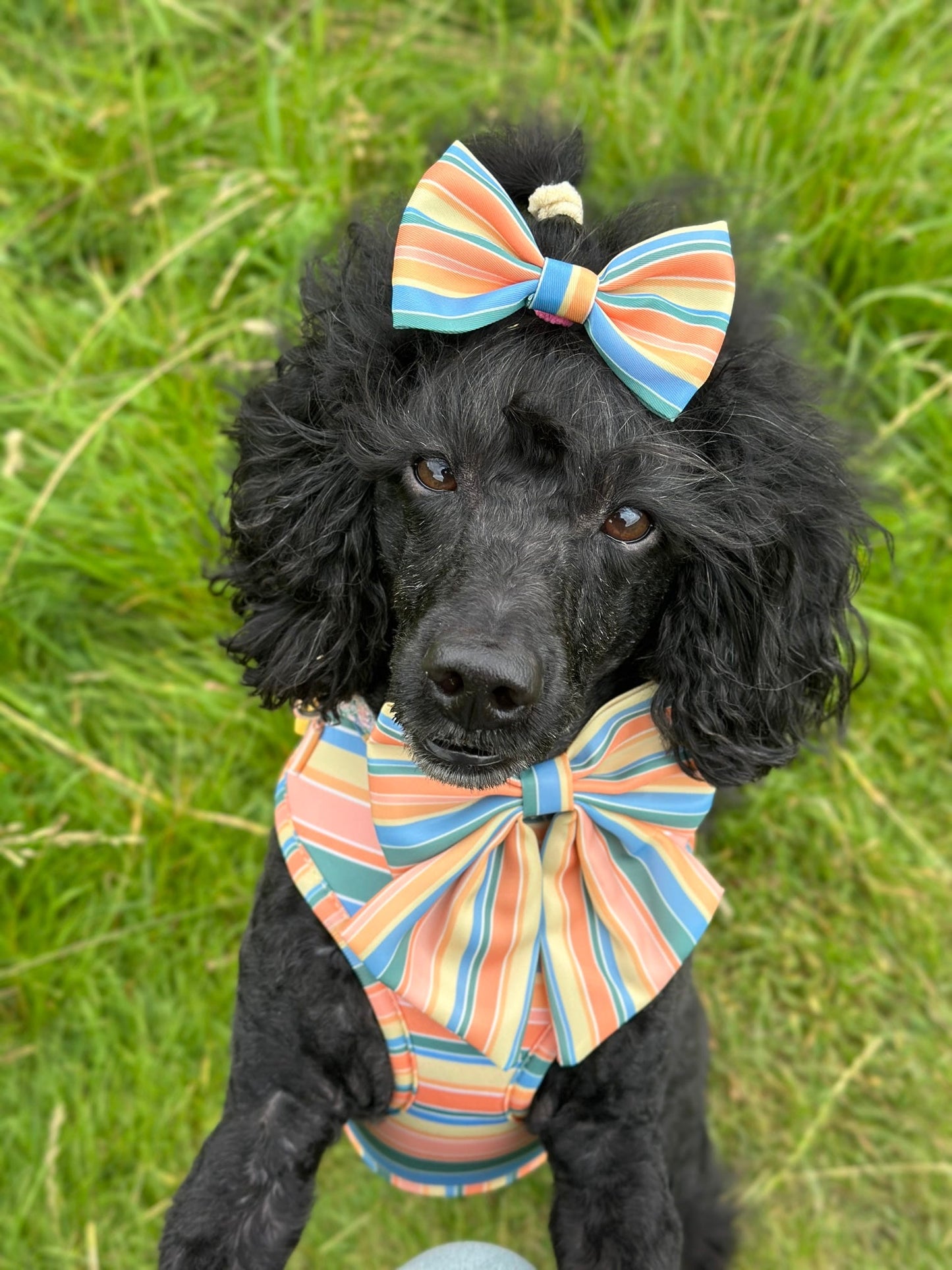 Sete Bow Tie