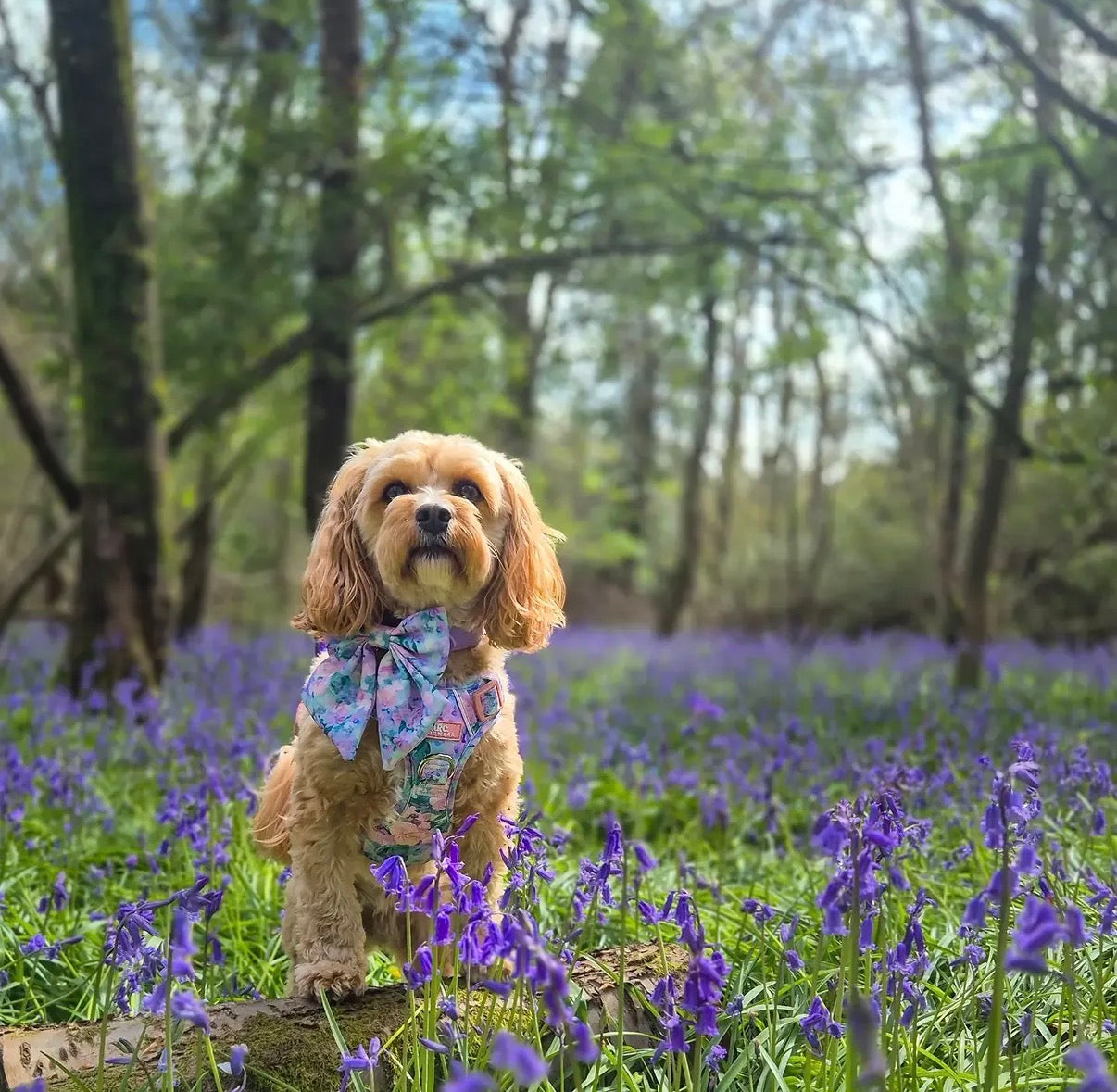 Mellie's Meadow ARC. Adventurer Harness