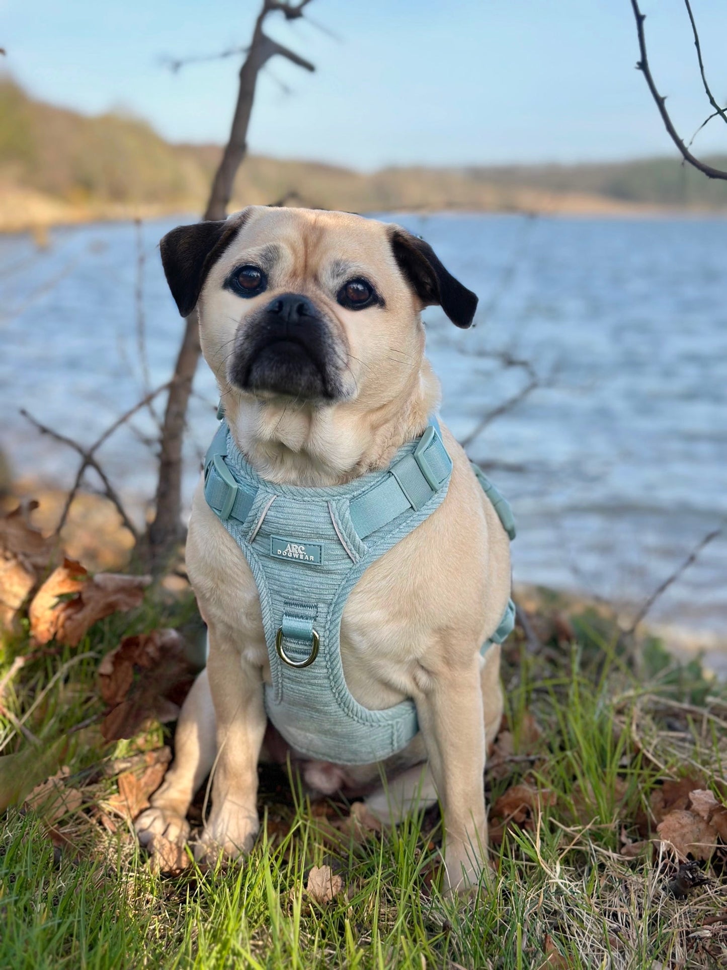 Celadon ARC. Adventurer Harness (Corduroy)