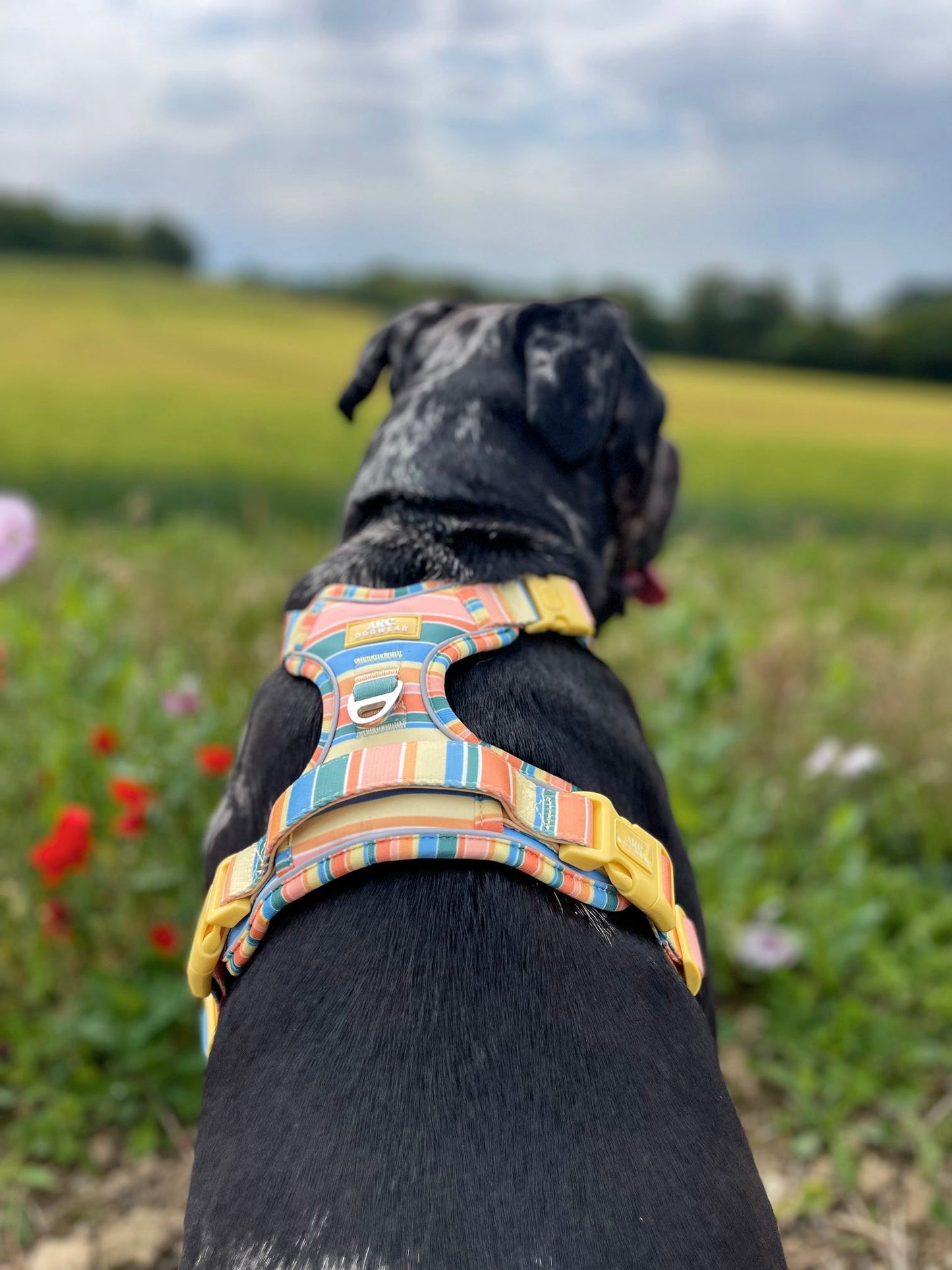Sete ARC. Adventurer Harness