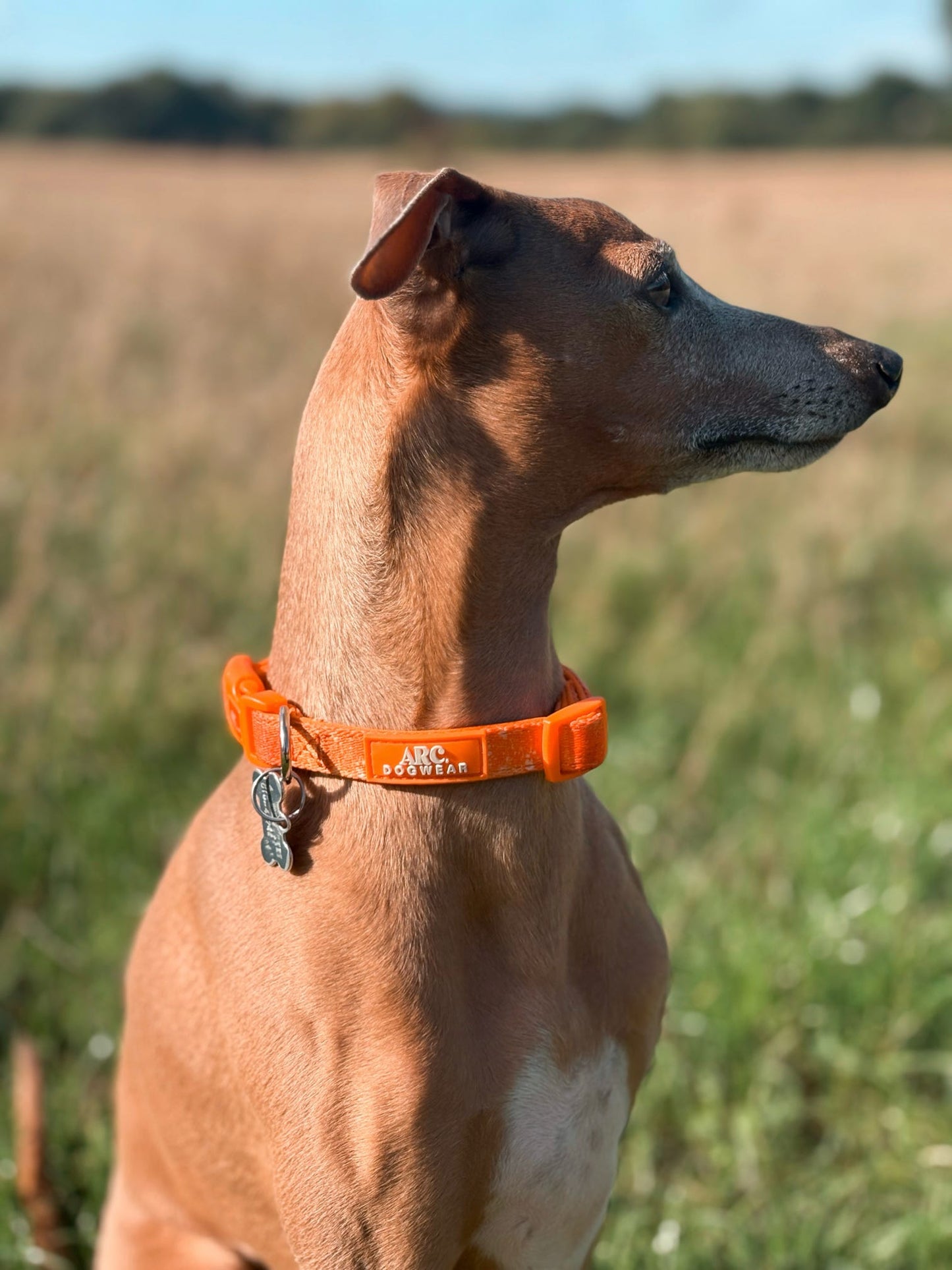 Solstice Adjustable Collar