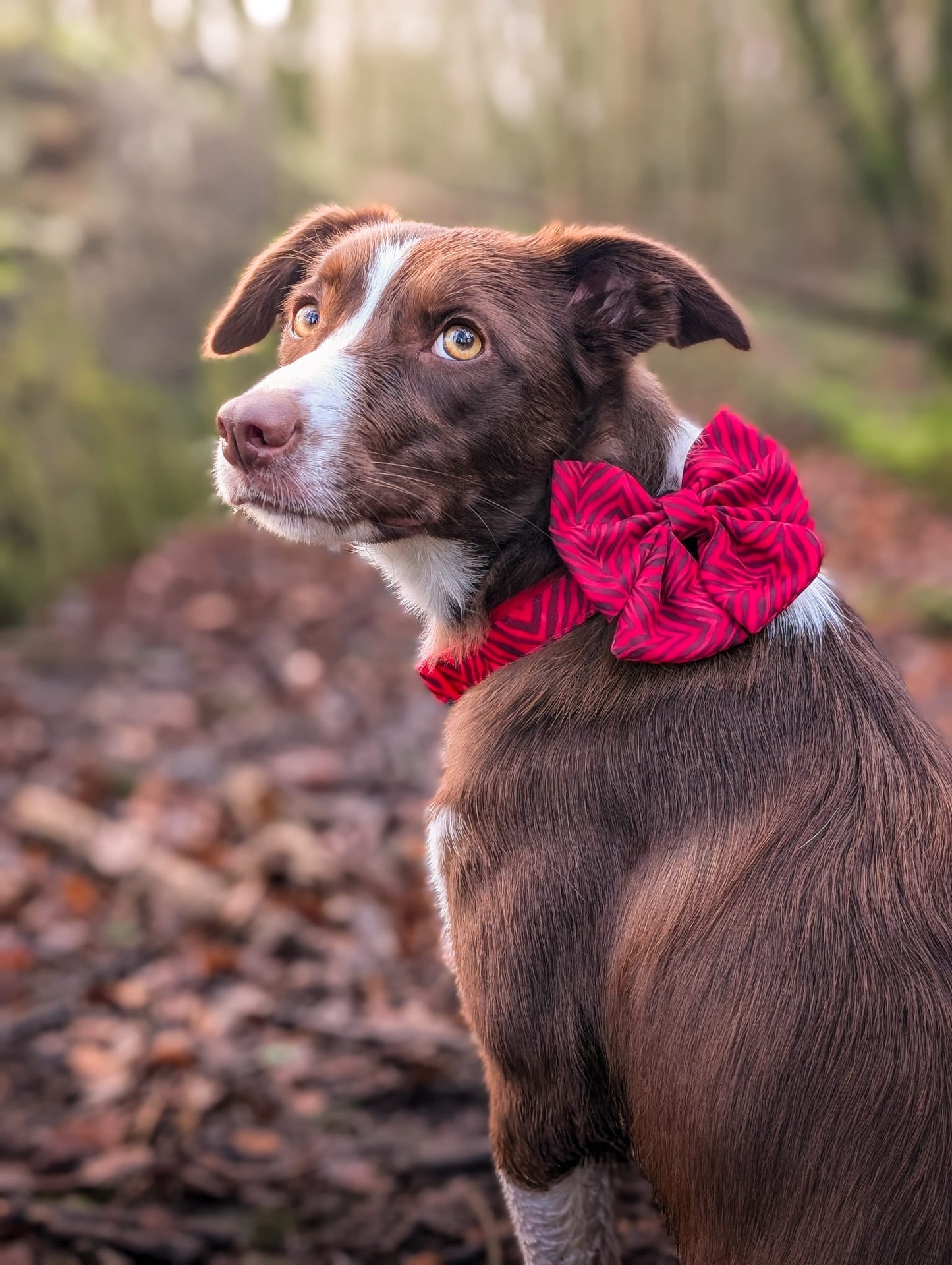 Wild at Heart Adjustable Collar