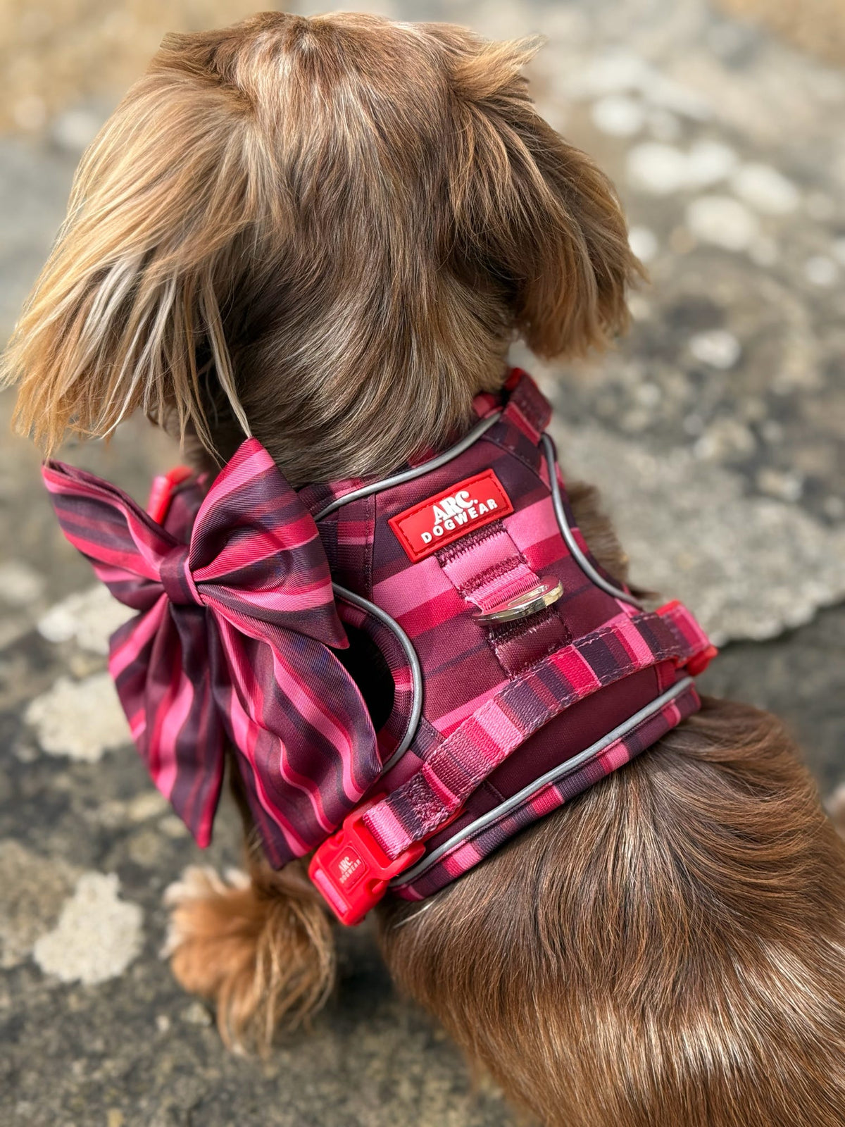 Bramble ARC. Adventurer Harness - New Size Guide