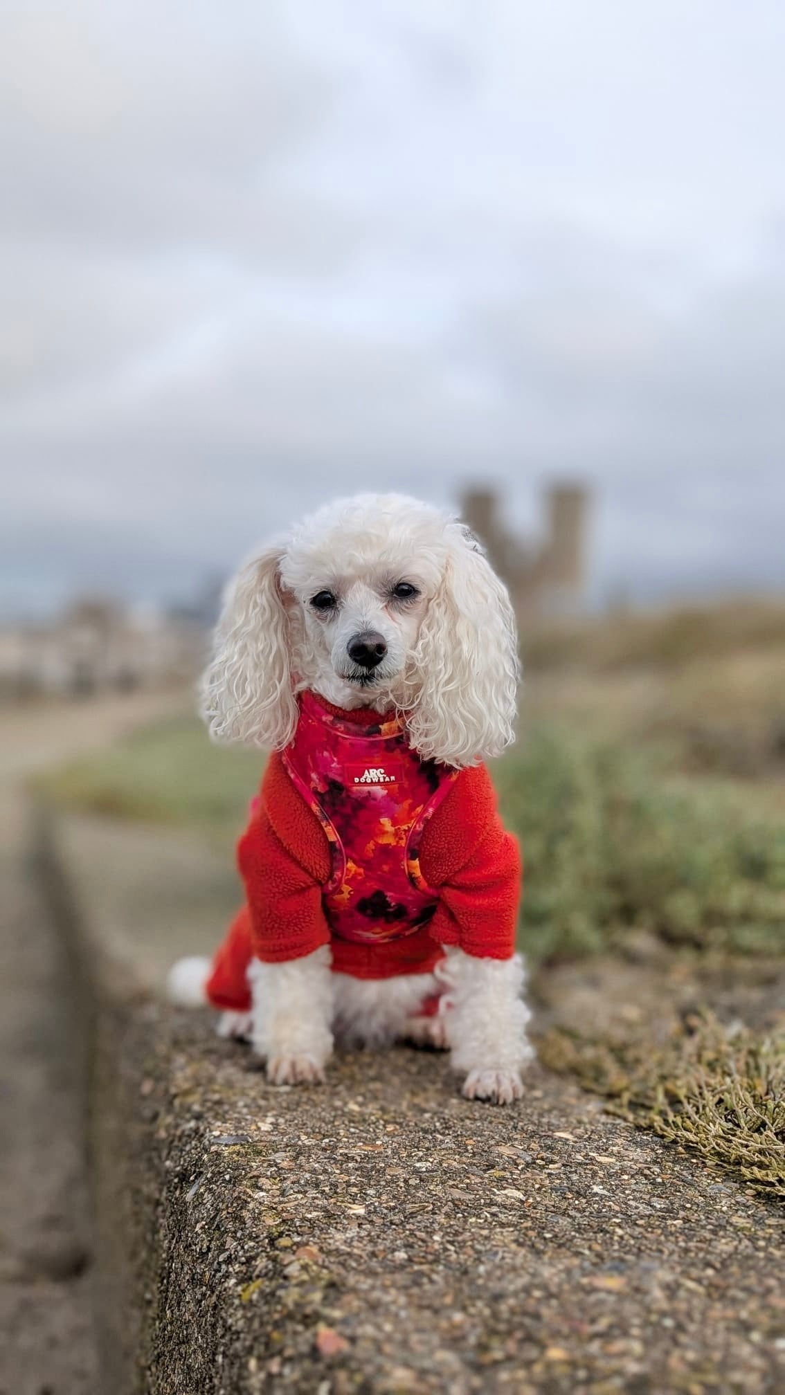 Ember Adjustable Harness