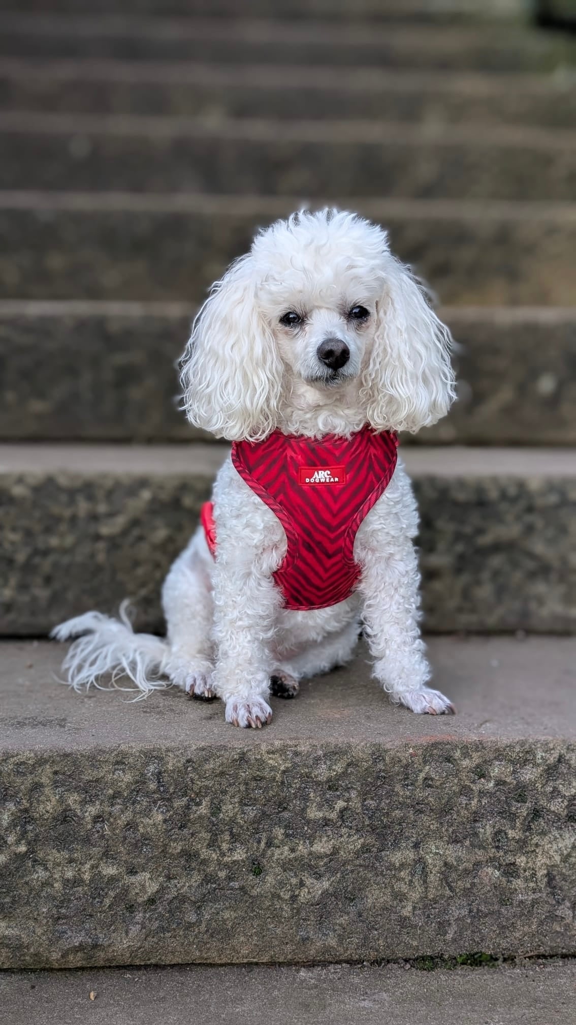 Wild at Heart Adjustable Harness