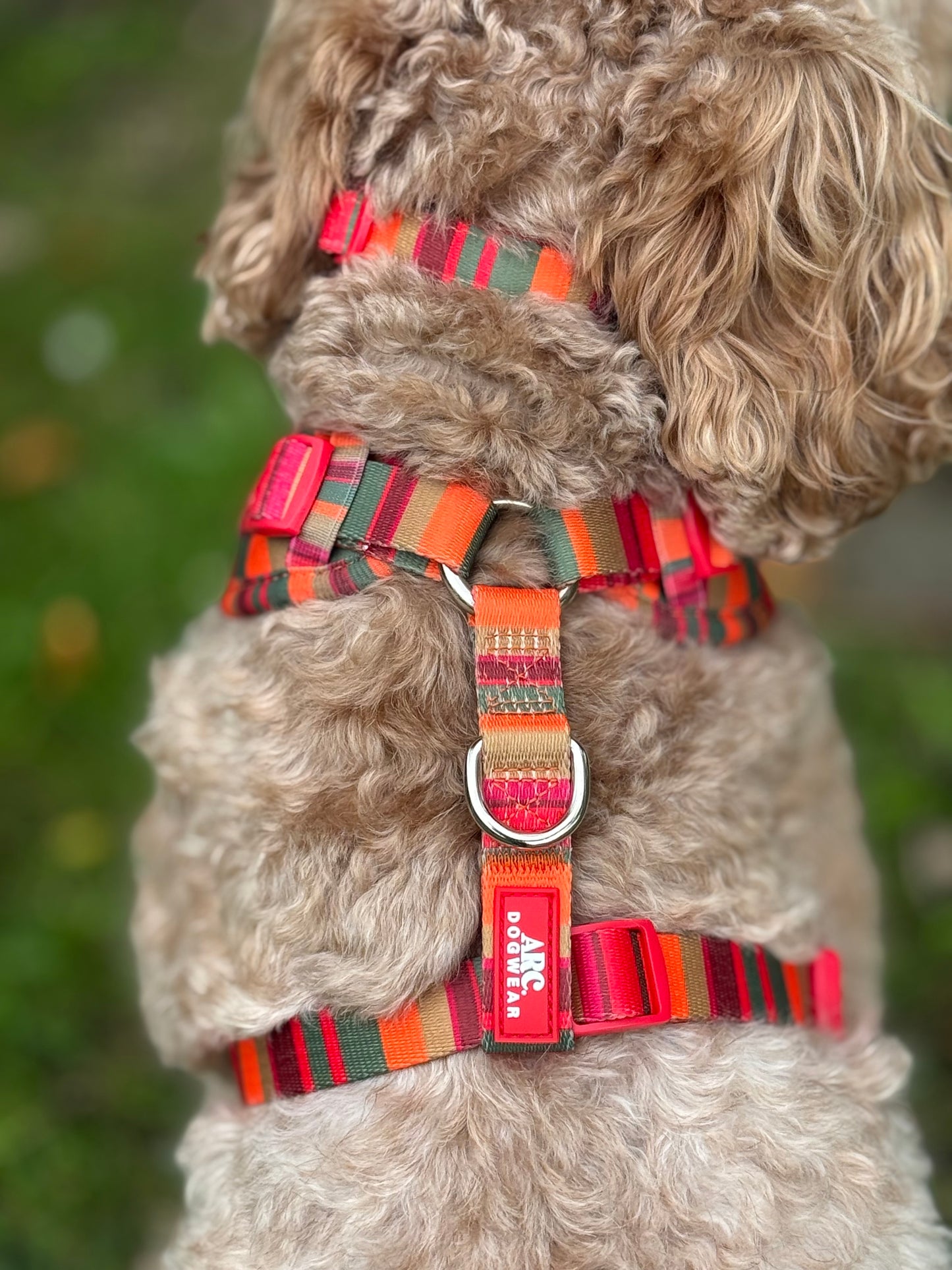 Horizon Adjustable Collar