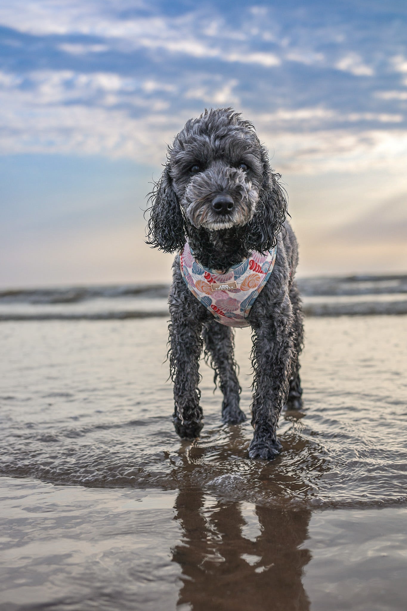 Say-Shells Adjustable Harness