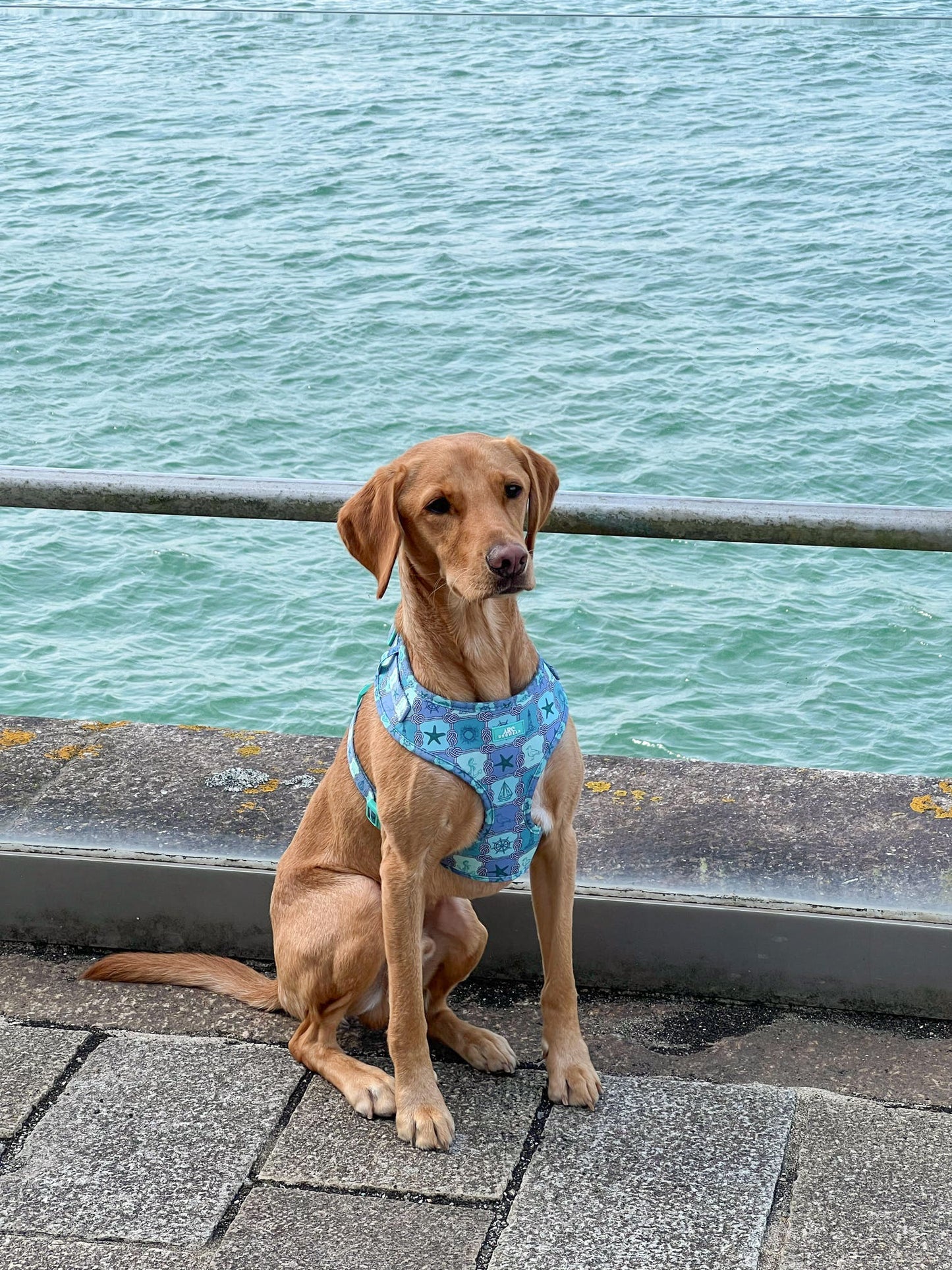 Sea-La-Vie Adjustable Harness
