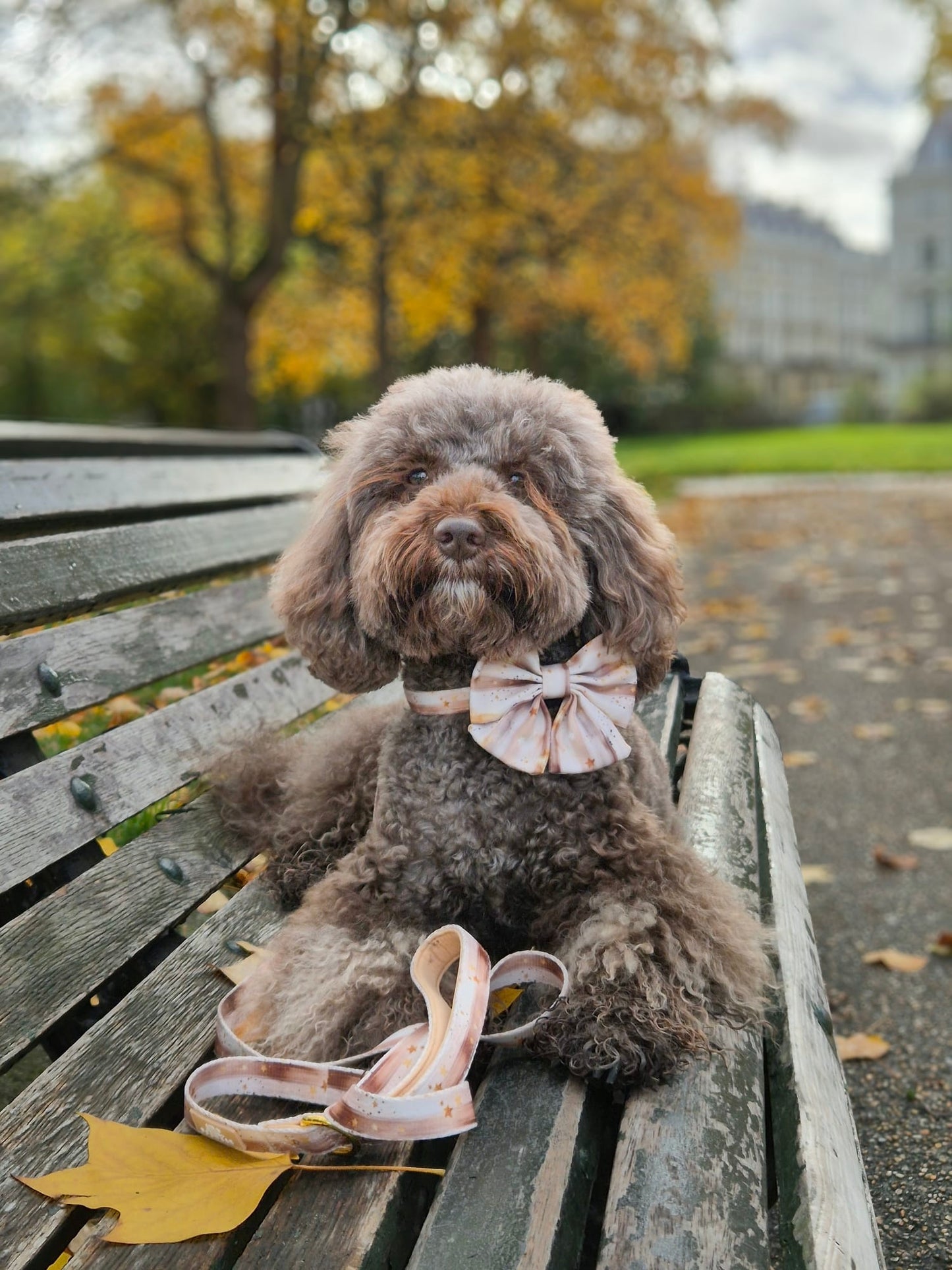 Starlight Adjustable Lead