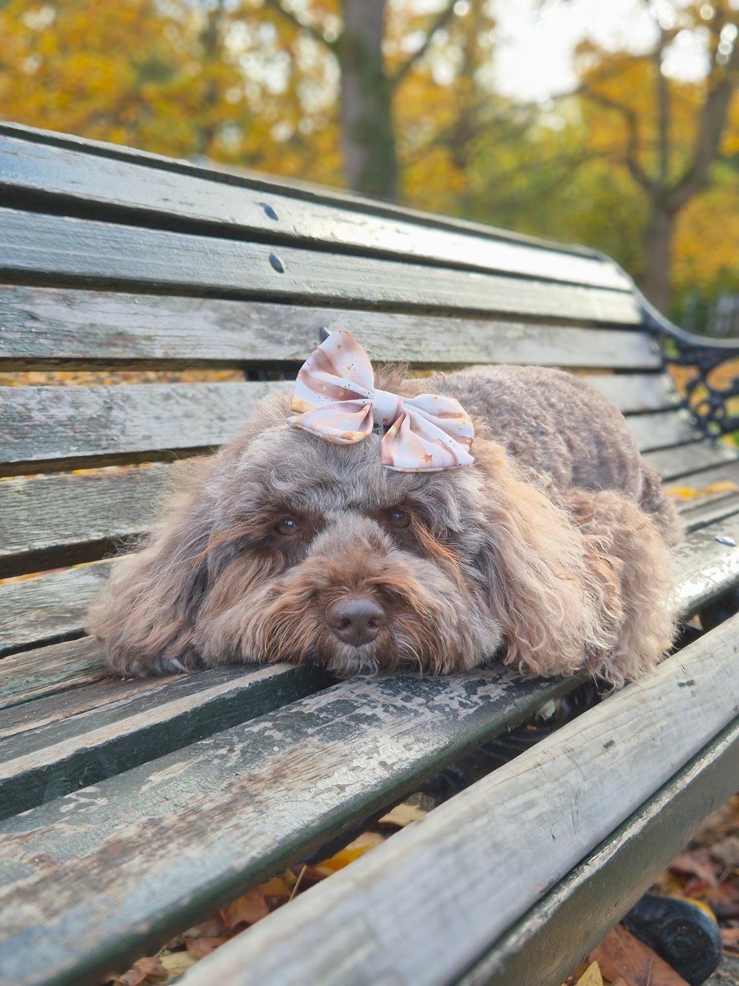 Starlight Sailor Bow