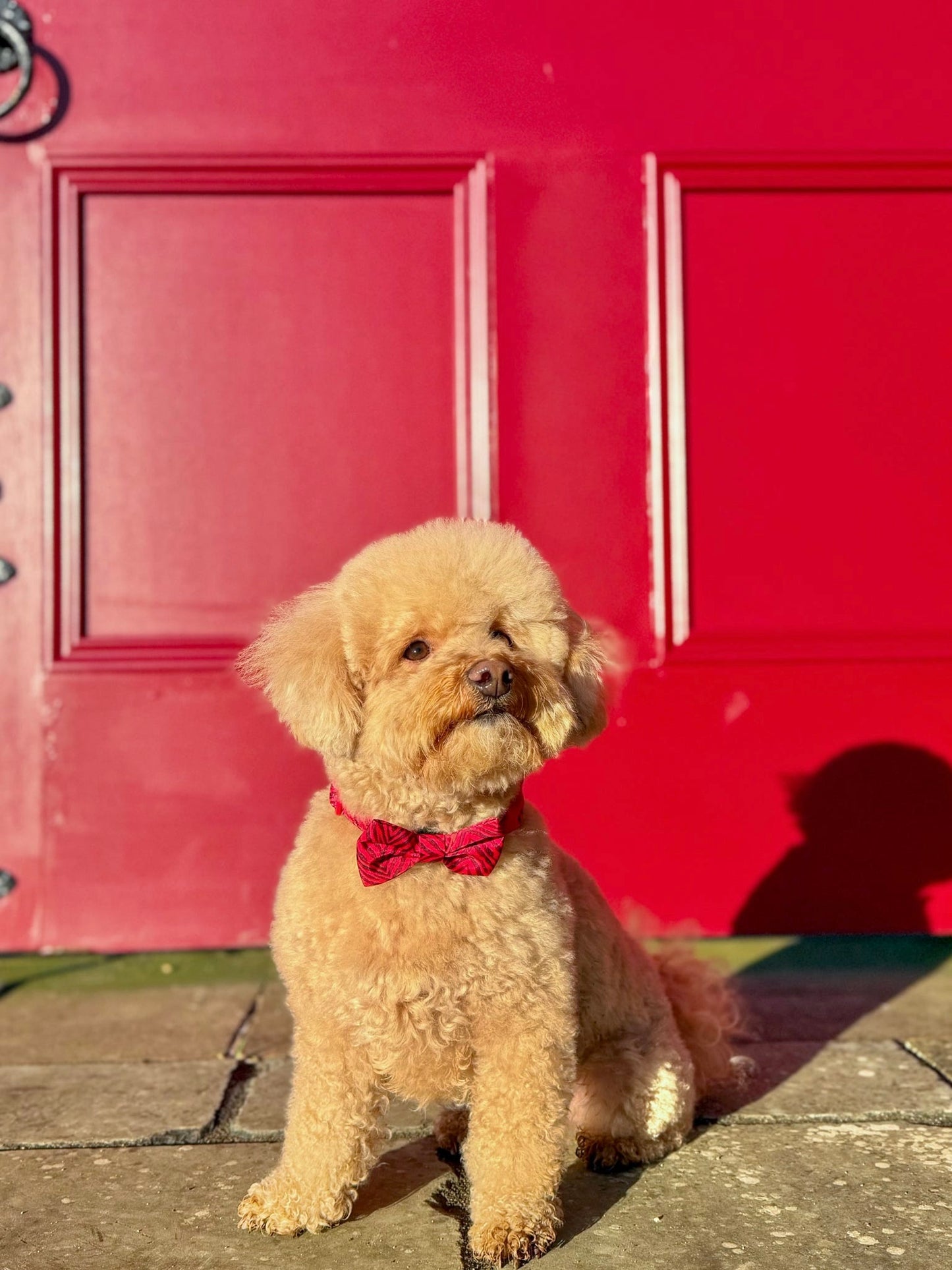 Wild at Heart Bow Tie