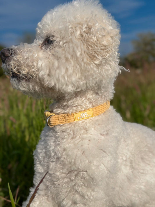 Sol Adjustable Collar (Corduroy)