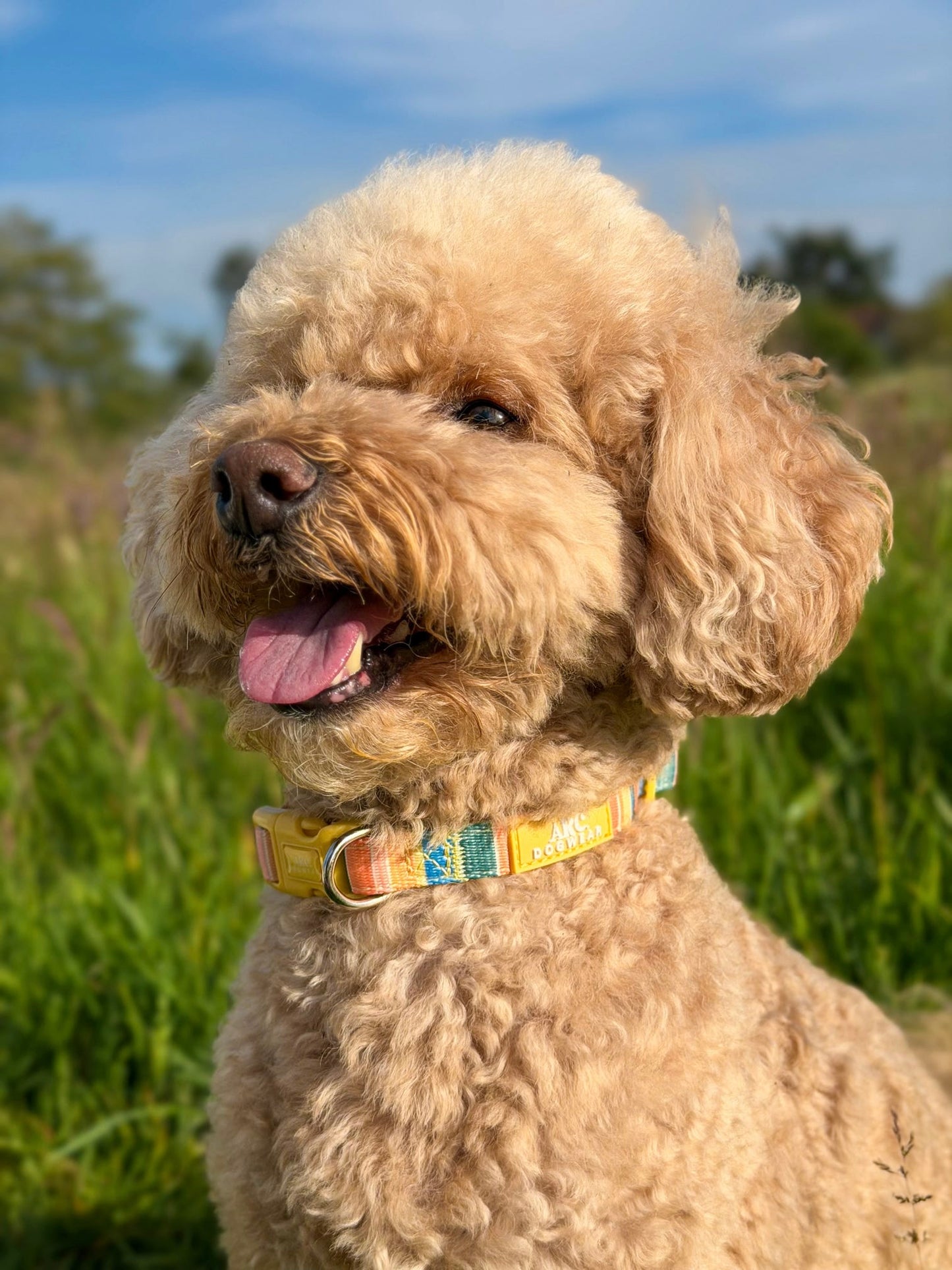 Sete Adjustable Collar