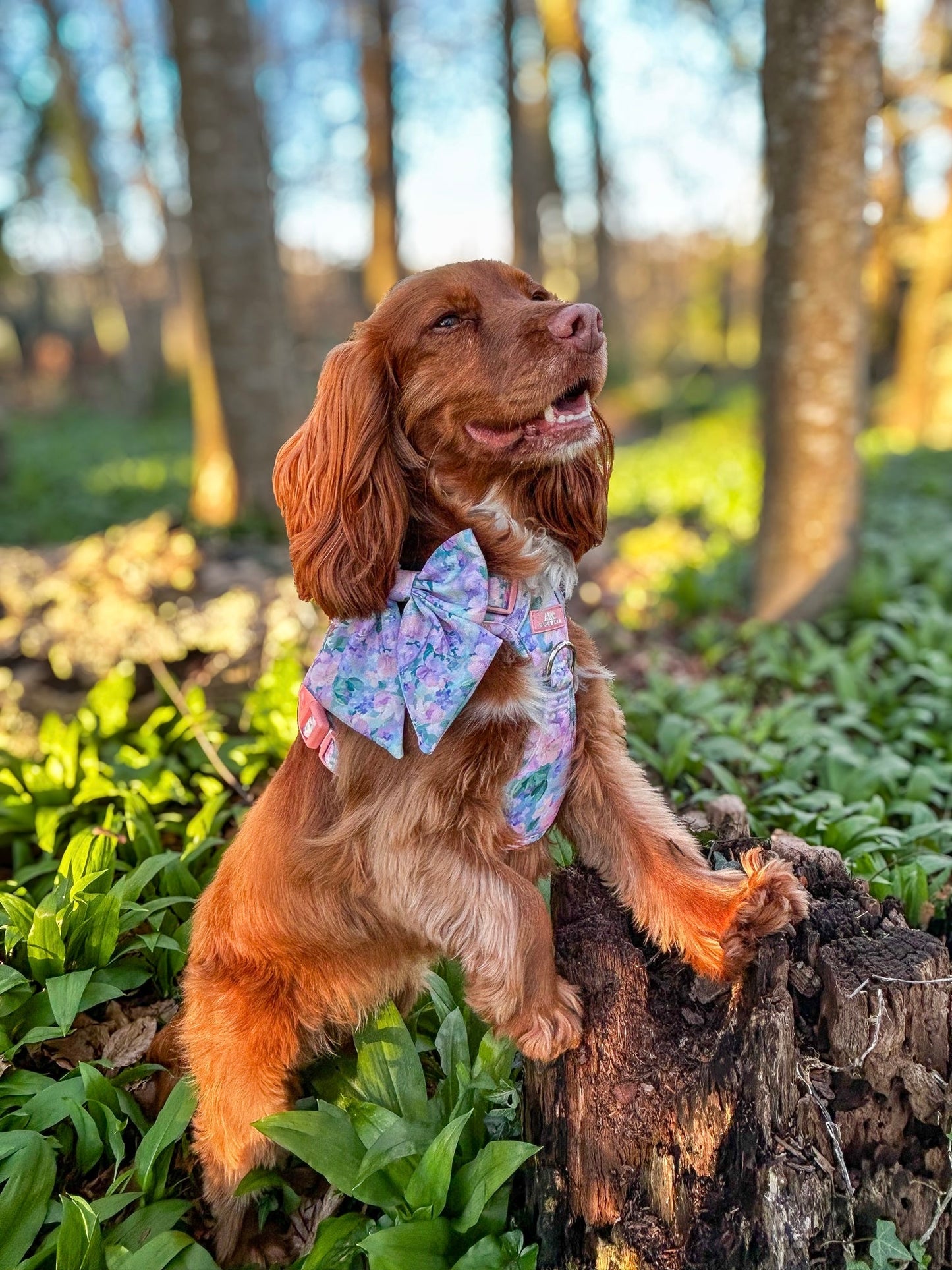 Mellie's Meadow ARC. Adventurer Harness