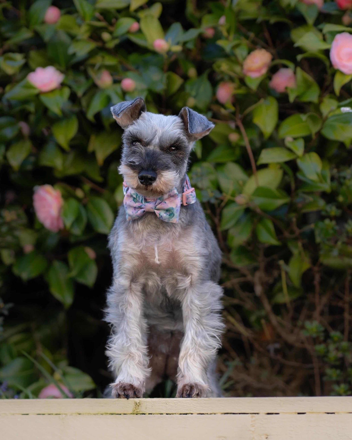 Mellie's Meadow Bow Tie