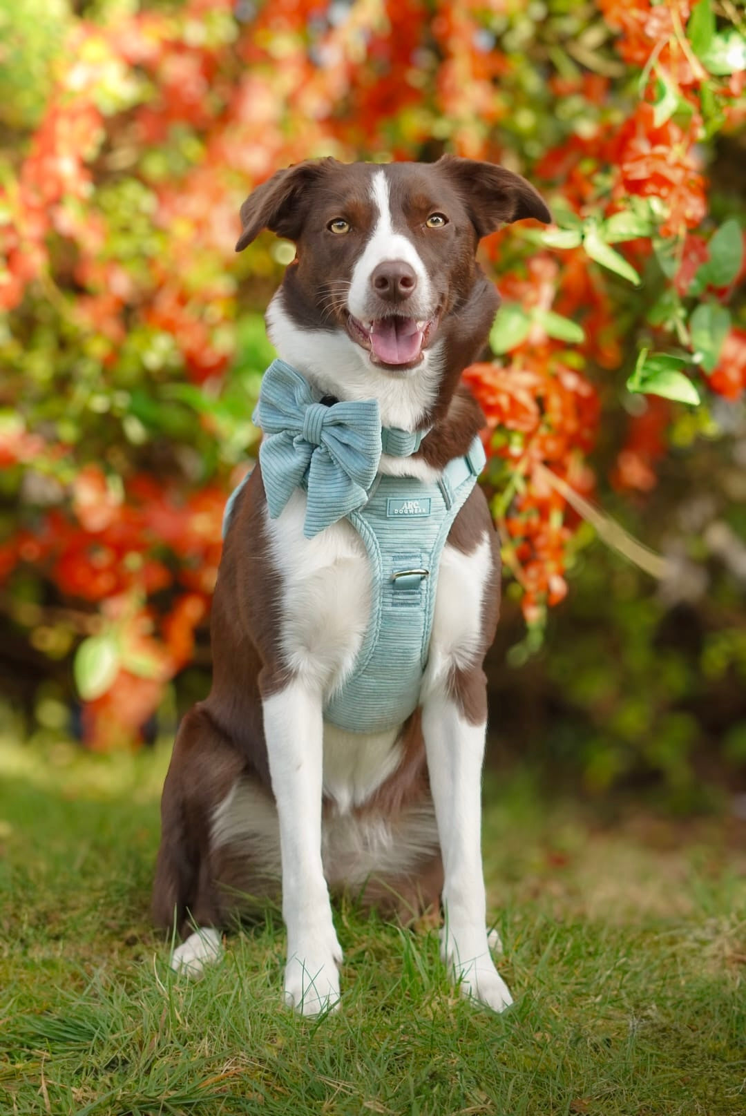 Celadon ARC. Adventurer Harness (Corduroy)