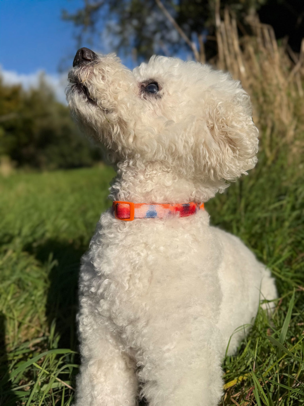 Canopy Adjustable Collar