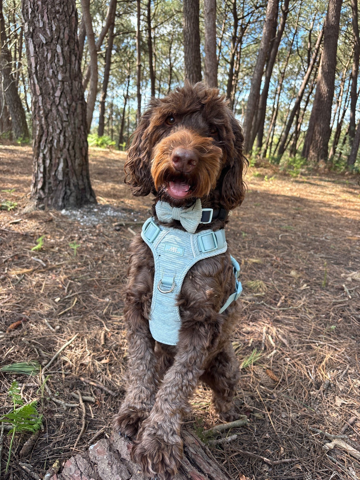 Celadon ARC. Adventurer Harness (Corduroy)