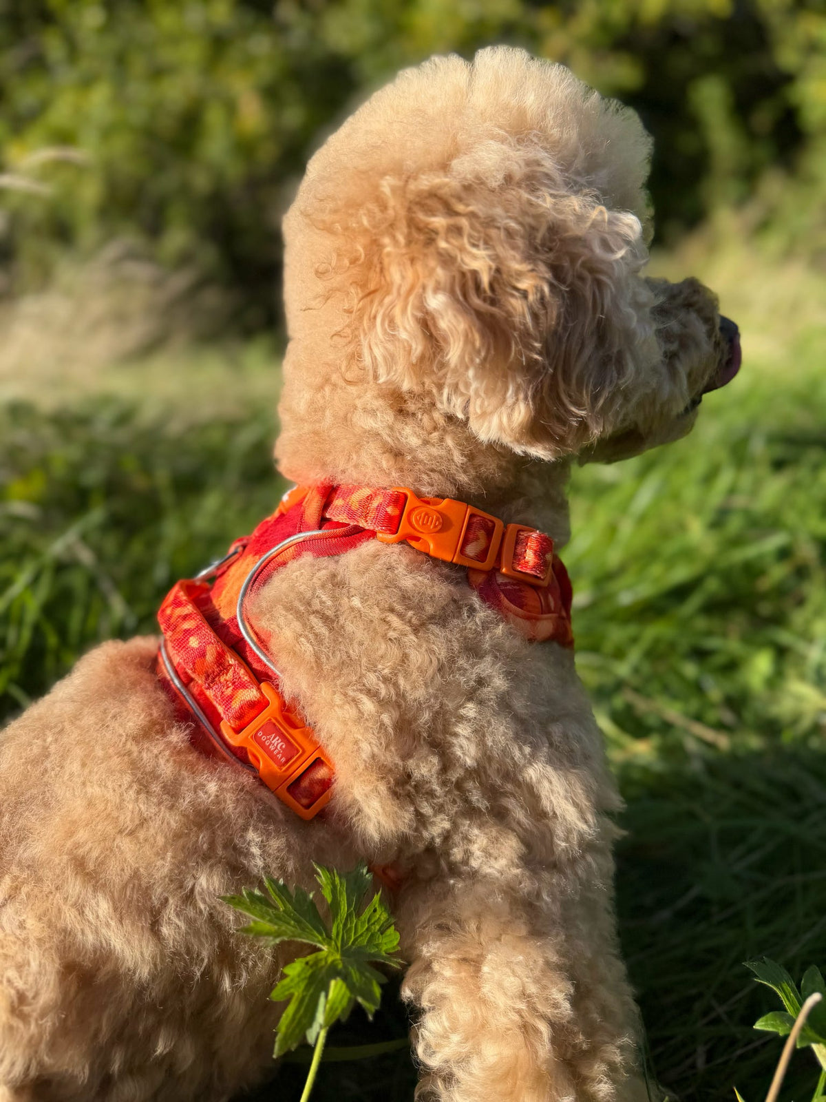 Auburn ARC. Adventurer Harness - New Size Guide