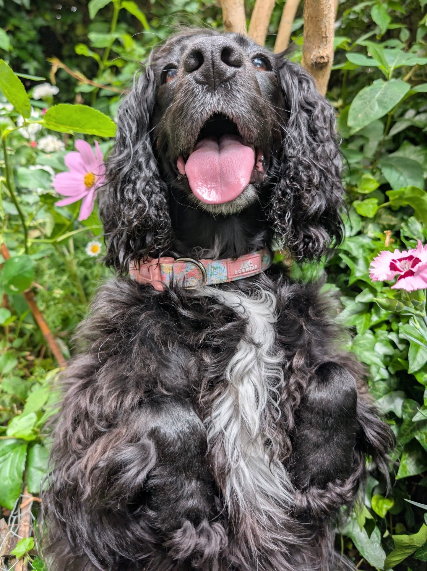 Flora Adjustable Collar
