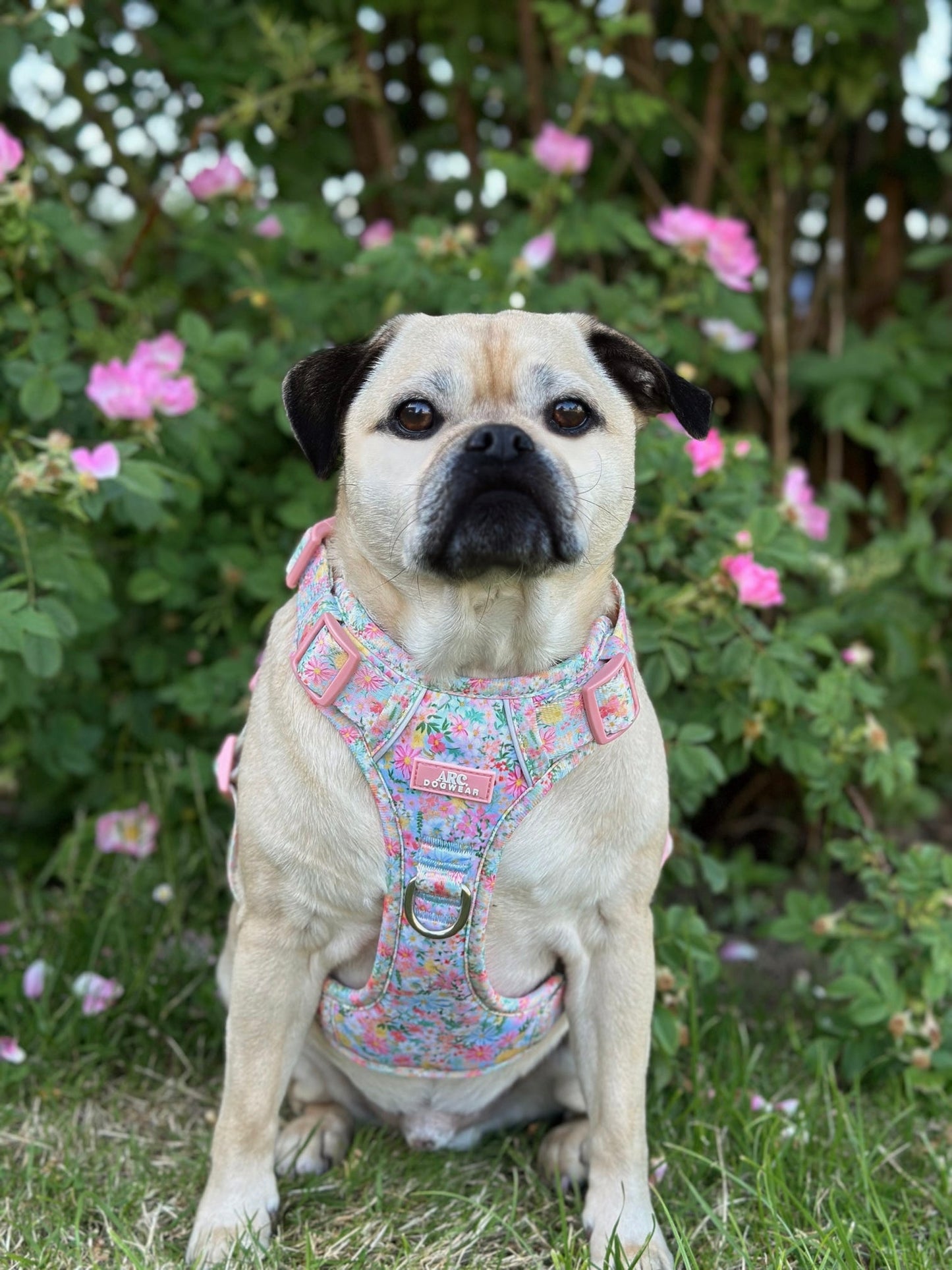 Flora ARC. Adventurer Harness