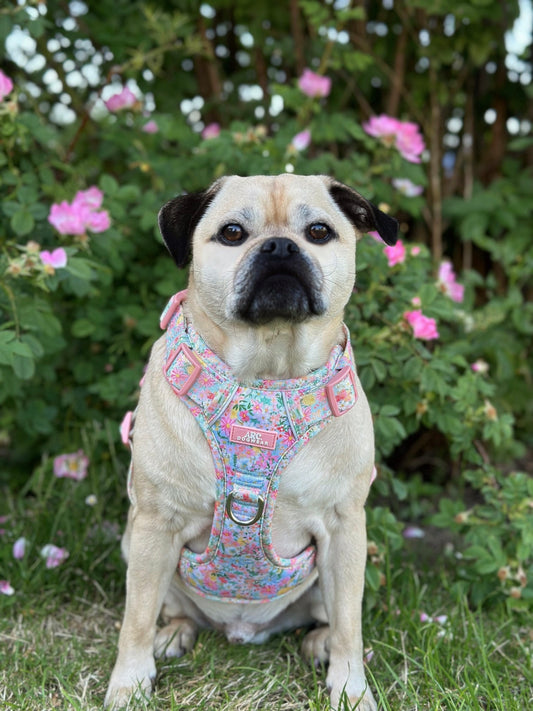 Flora ARC. Adventurer Harness