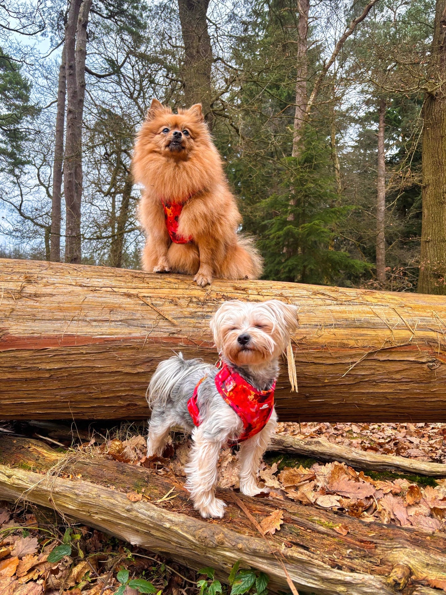 Ember Adjustable Harness