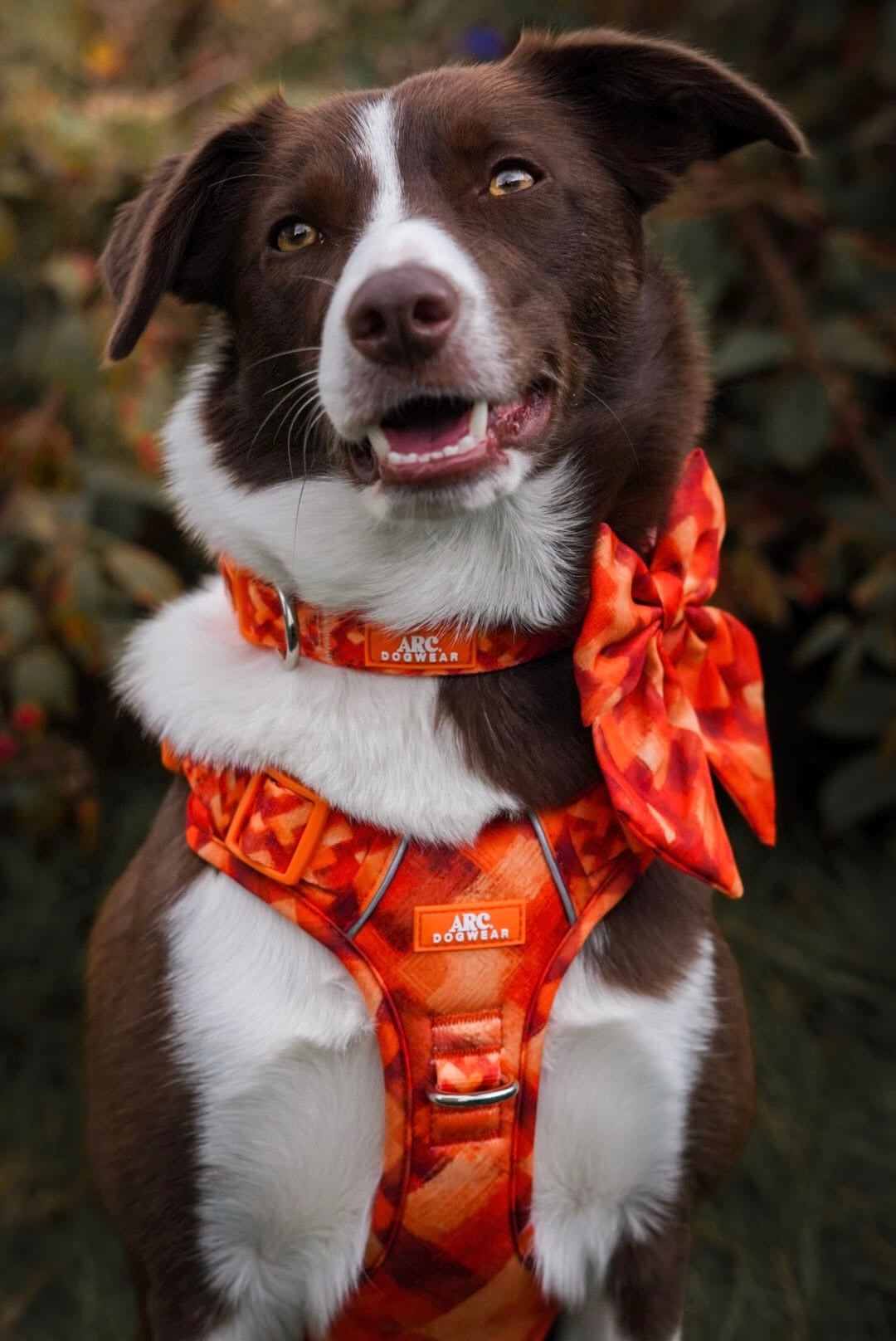 Auburn ARC. Adventurer Harness - New Size Guide