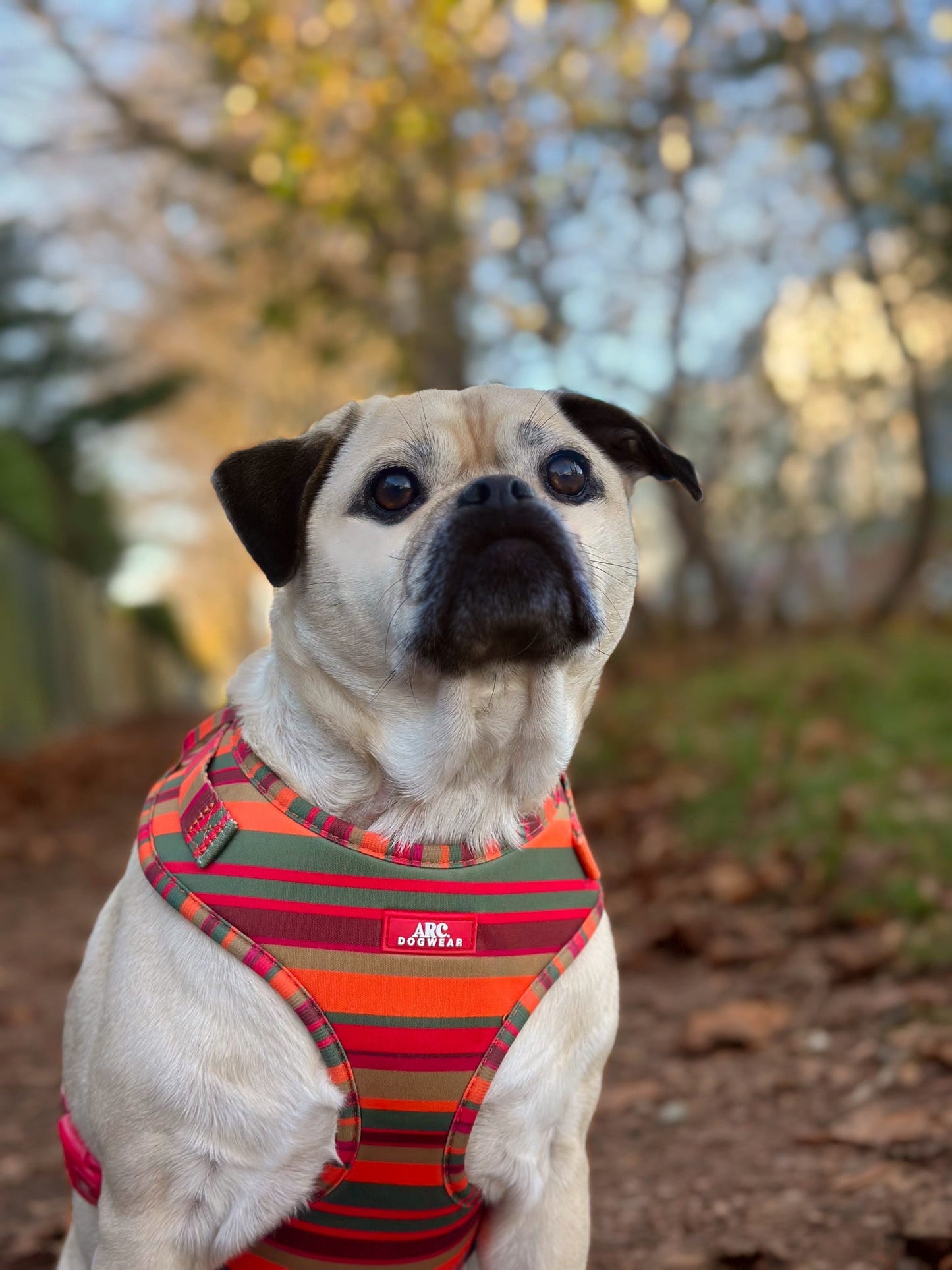 Horizon Adjustable Harness