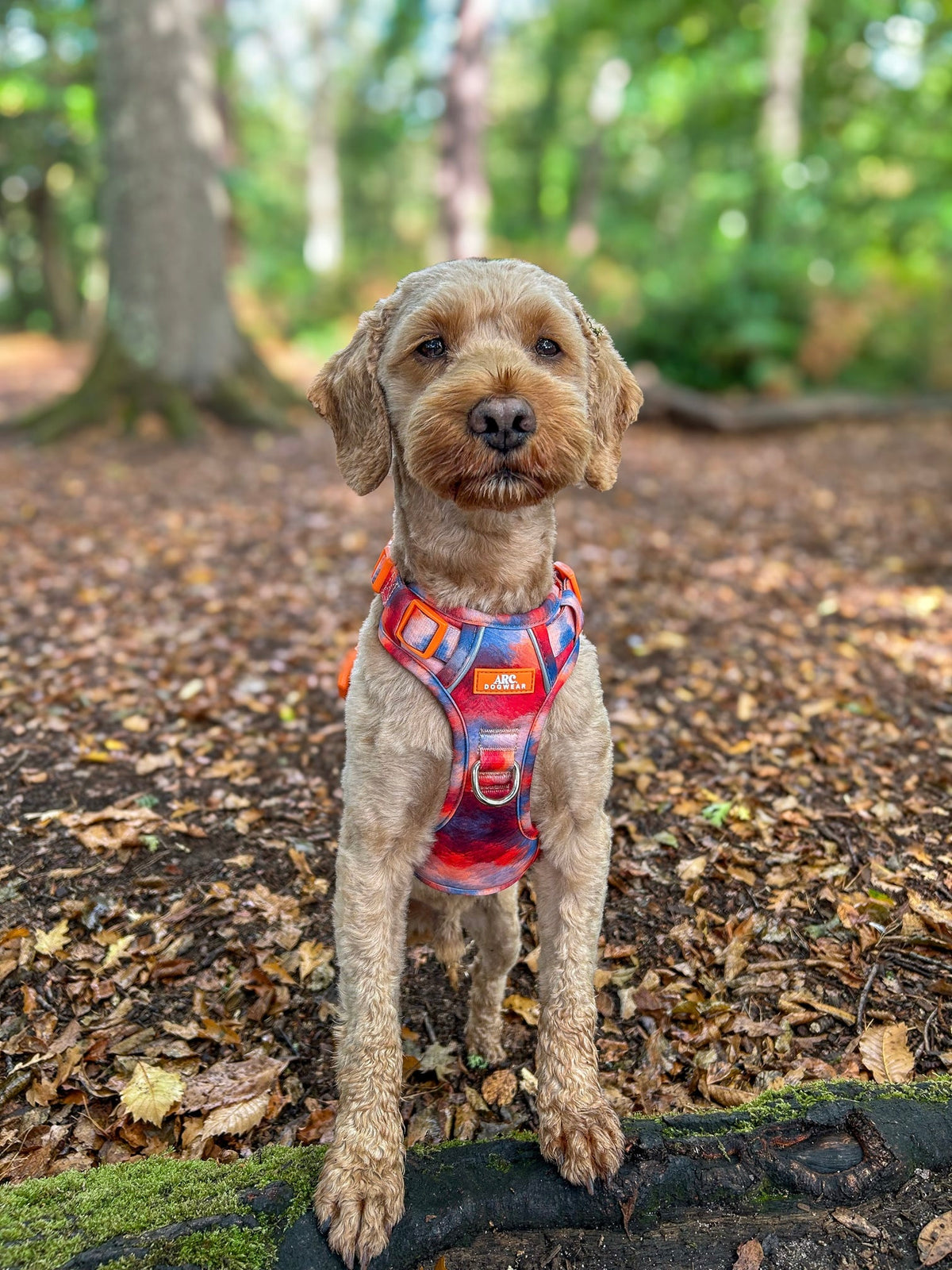Canopy ARC. Adventurer Harness - New Size Guide