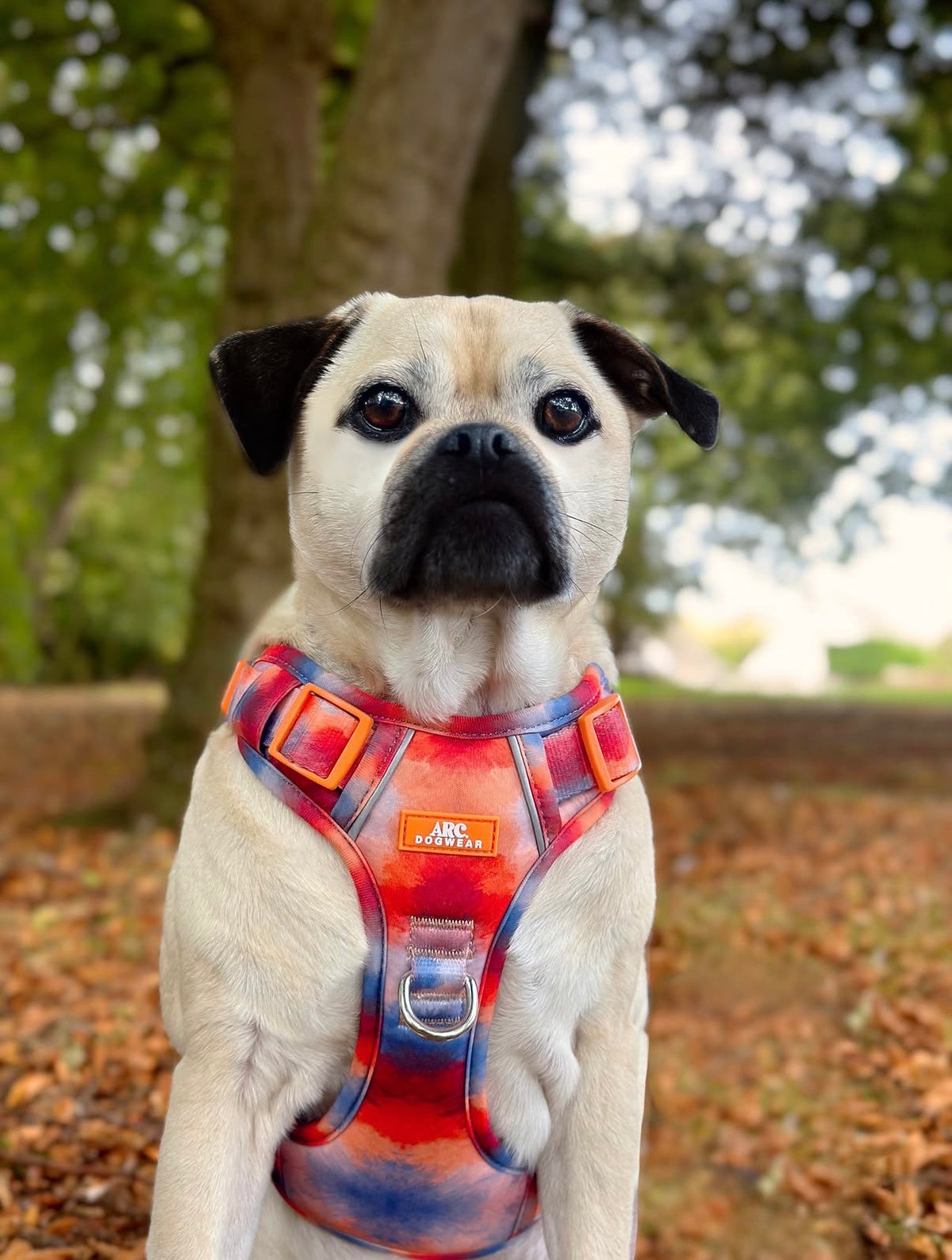 Canopy ARC. Adventurer Harness - New Size Guide