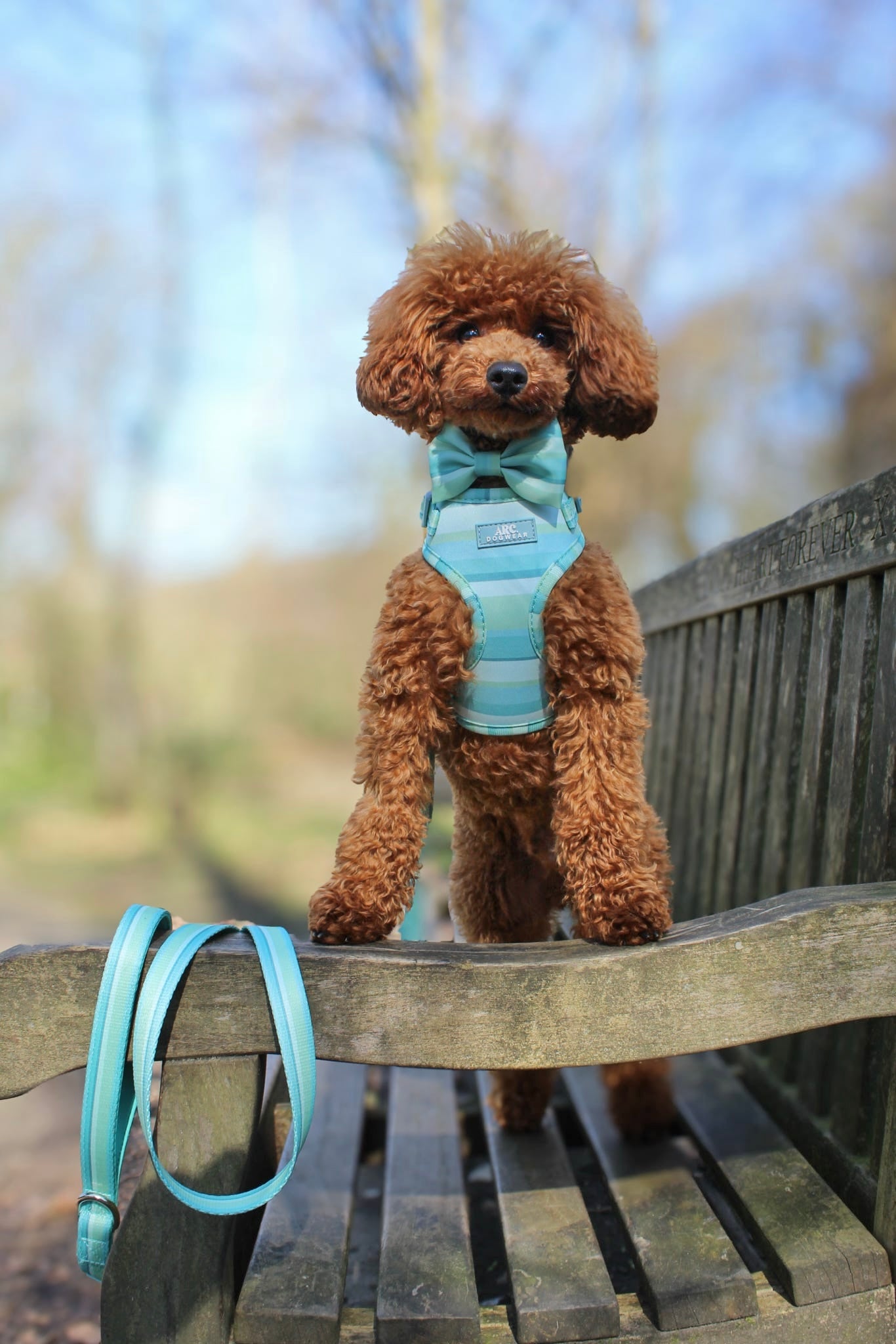 Vista Adjustable Harness