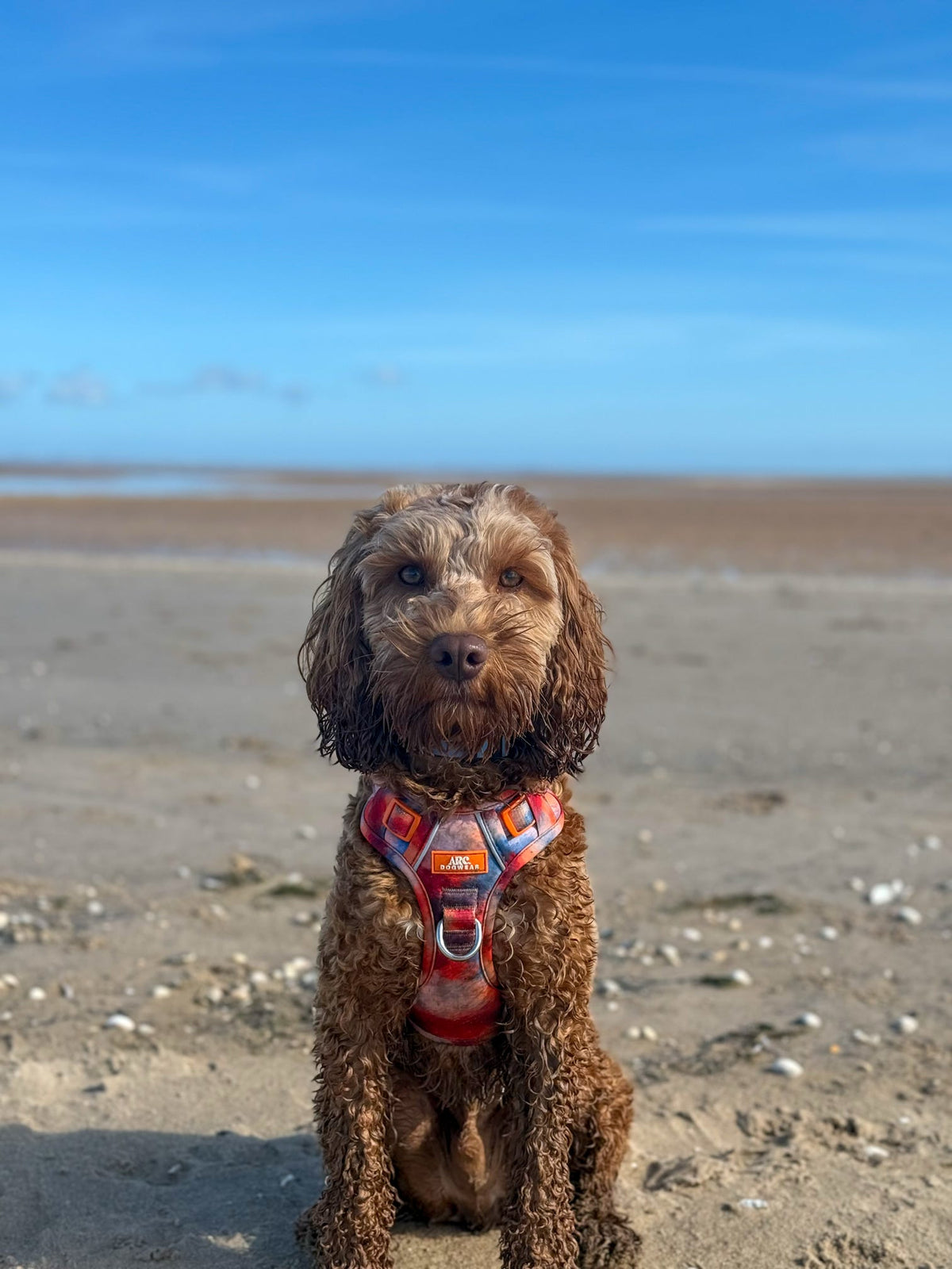 Canopy ARC. Adventurer Harness - New Size Guide