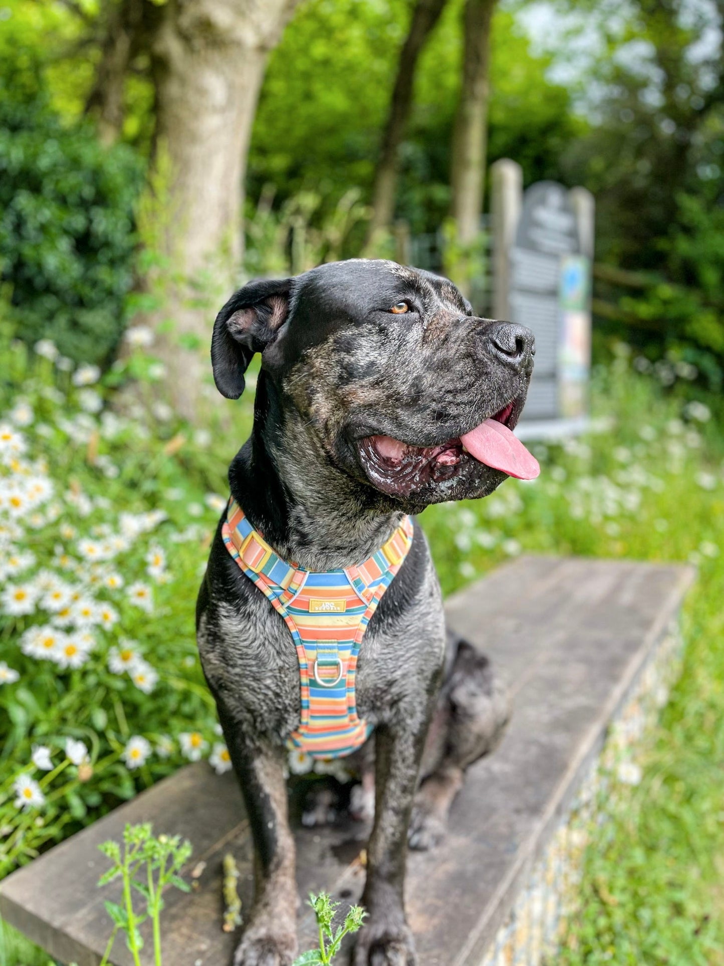 Sete ARC. Adventurer Harness