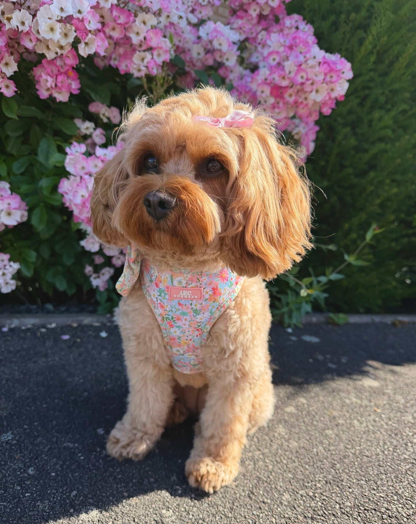 Flora Adjustable Harness