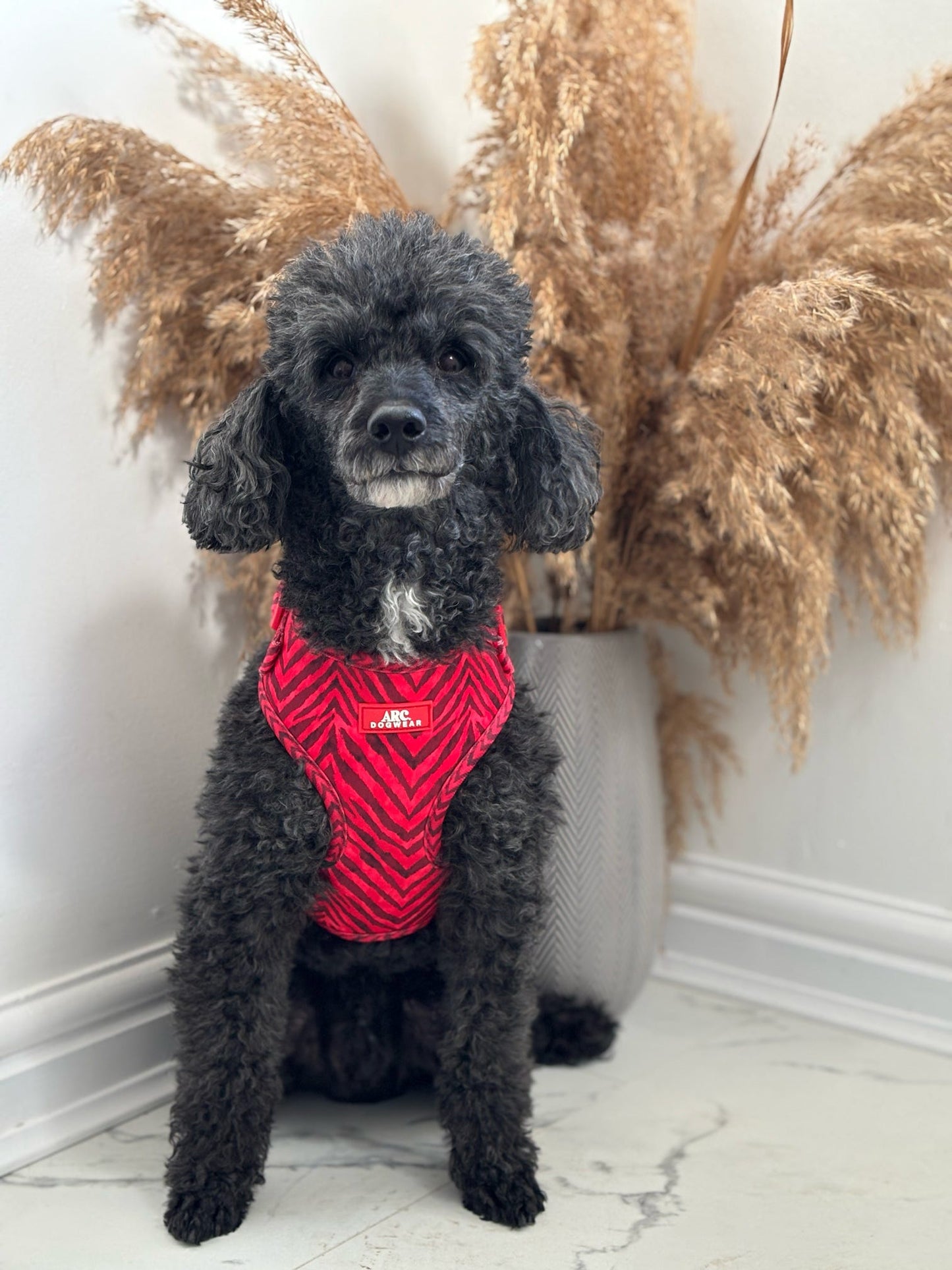 Wild at Heart Adjustable Harness