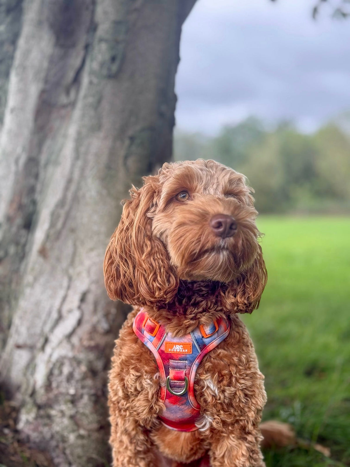 Canopy ARC. Adventurer Harness - New Size Guide