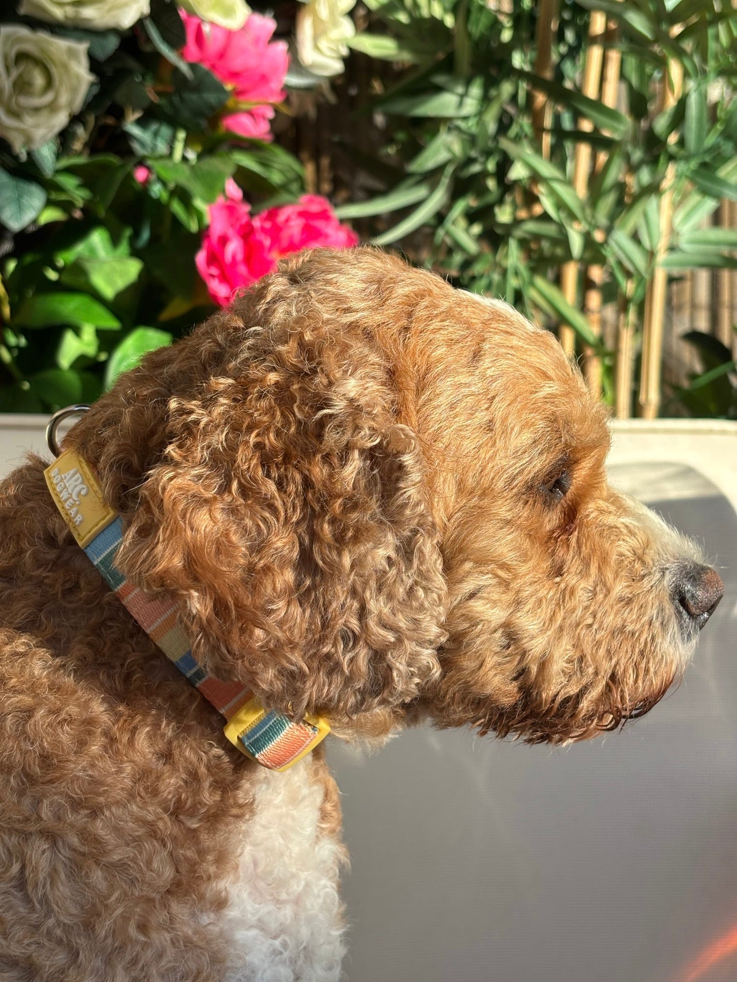 Sete Adjustable Collar