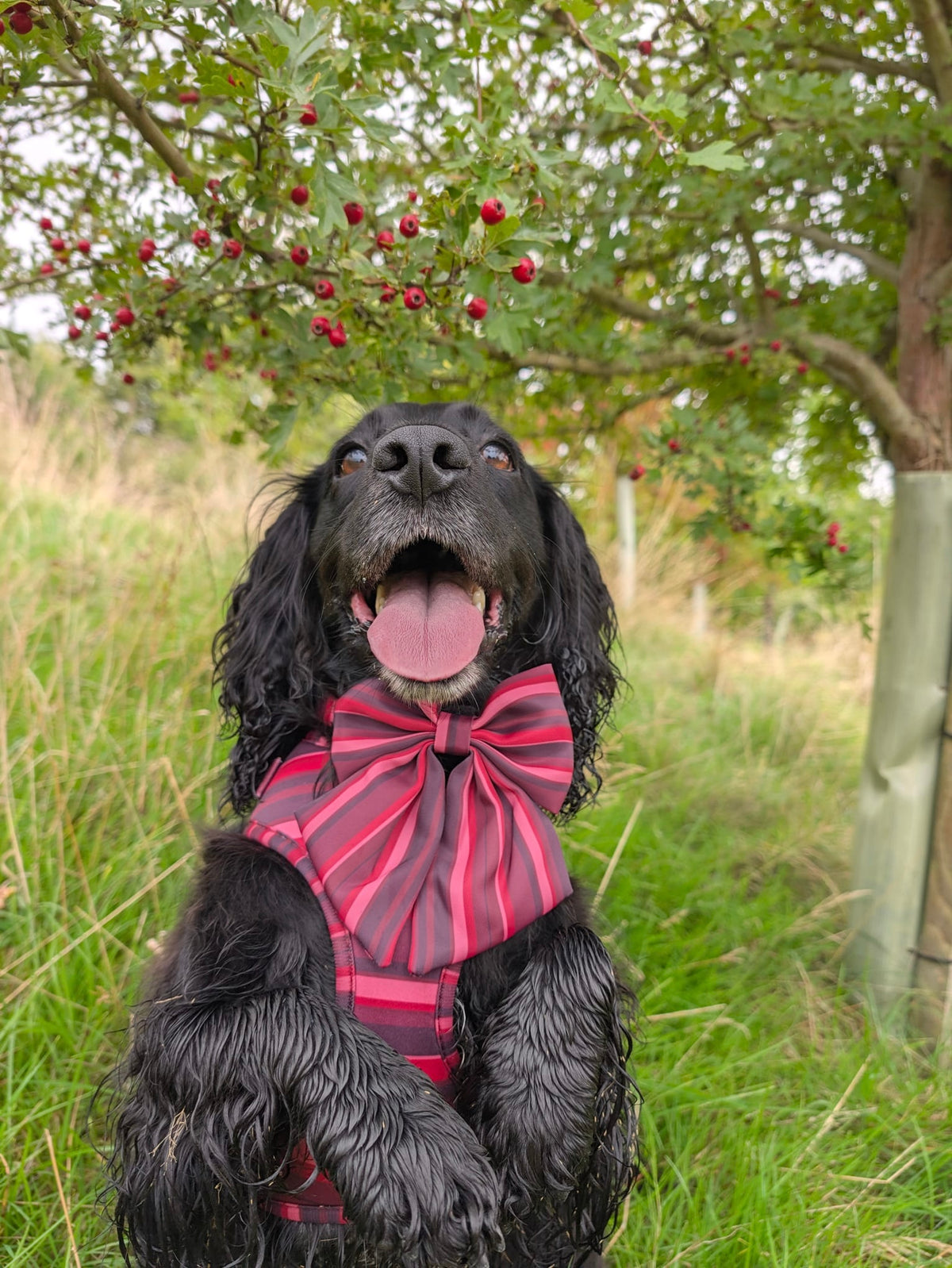 Bramble Sailor Bow
