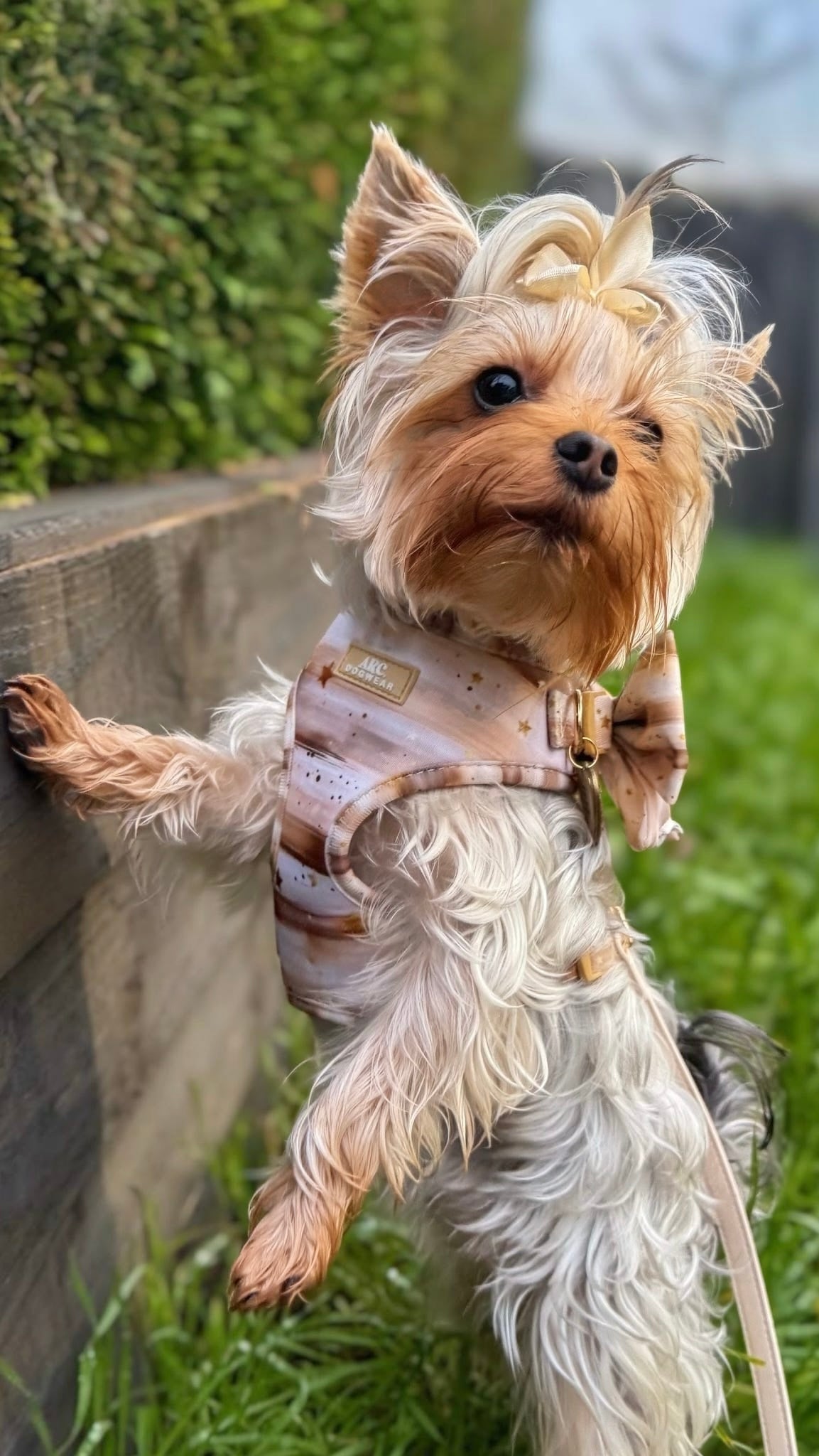 Starlight Adjustable Harness