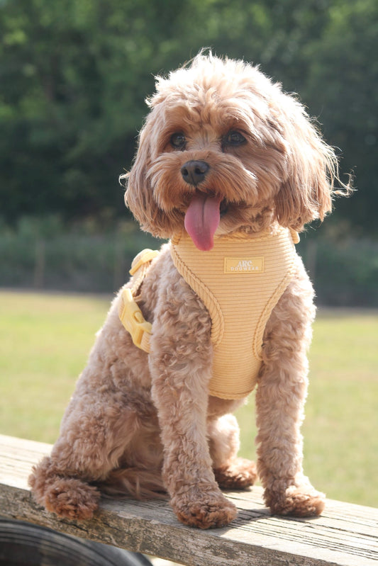 Sol Adjustable Harness (Corduroy)