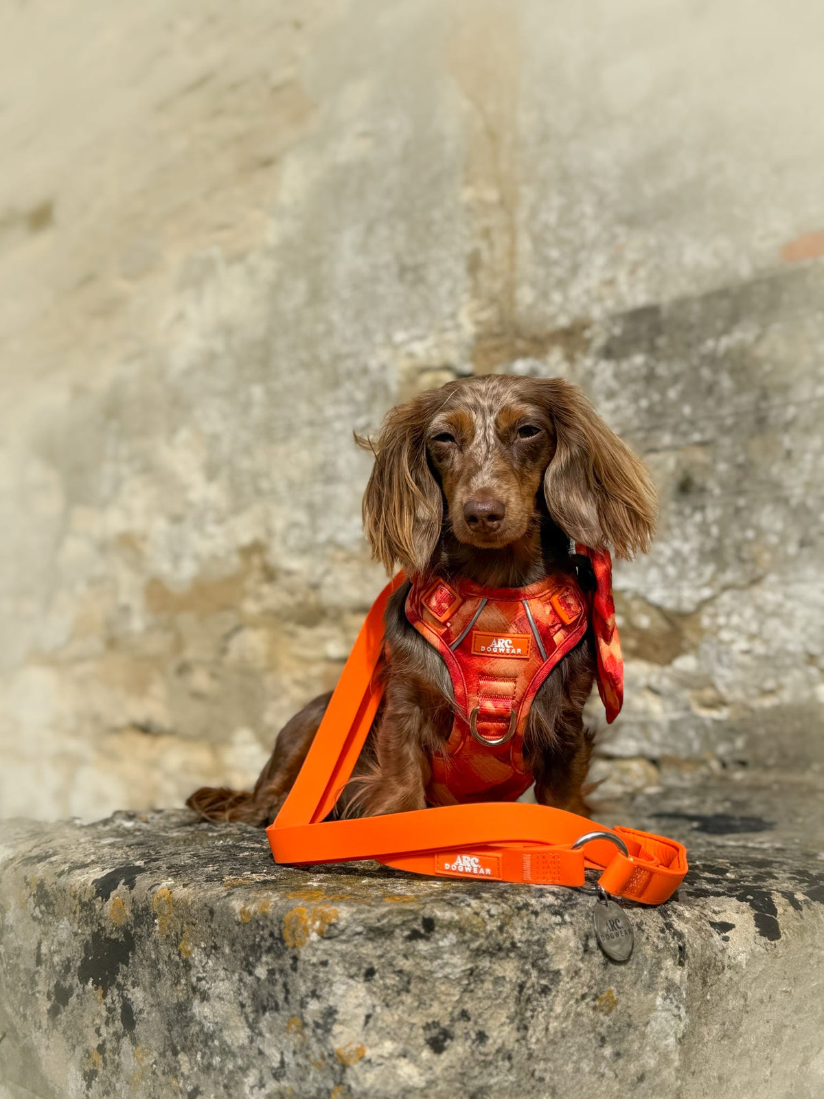 Auburn ARC. Adventurer Harness - New Size Guide