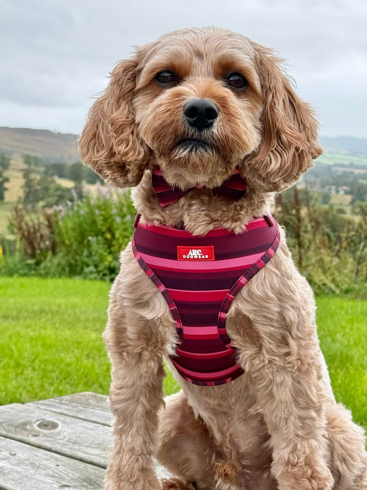 Bramble Adjustable Harness