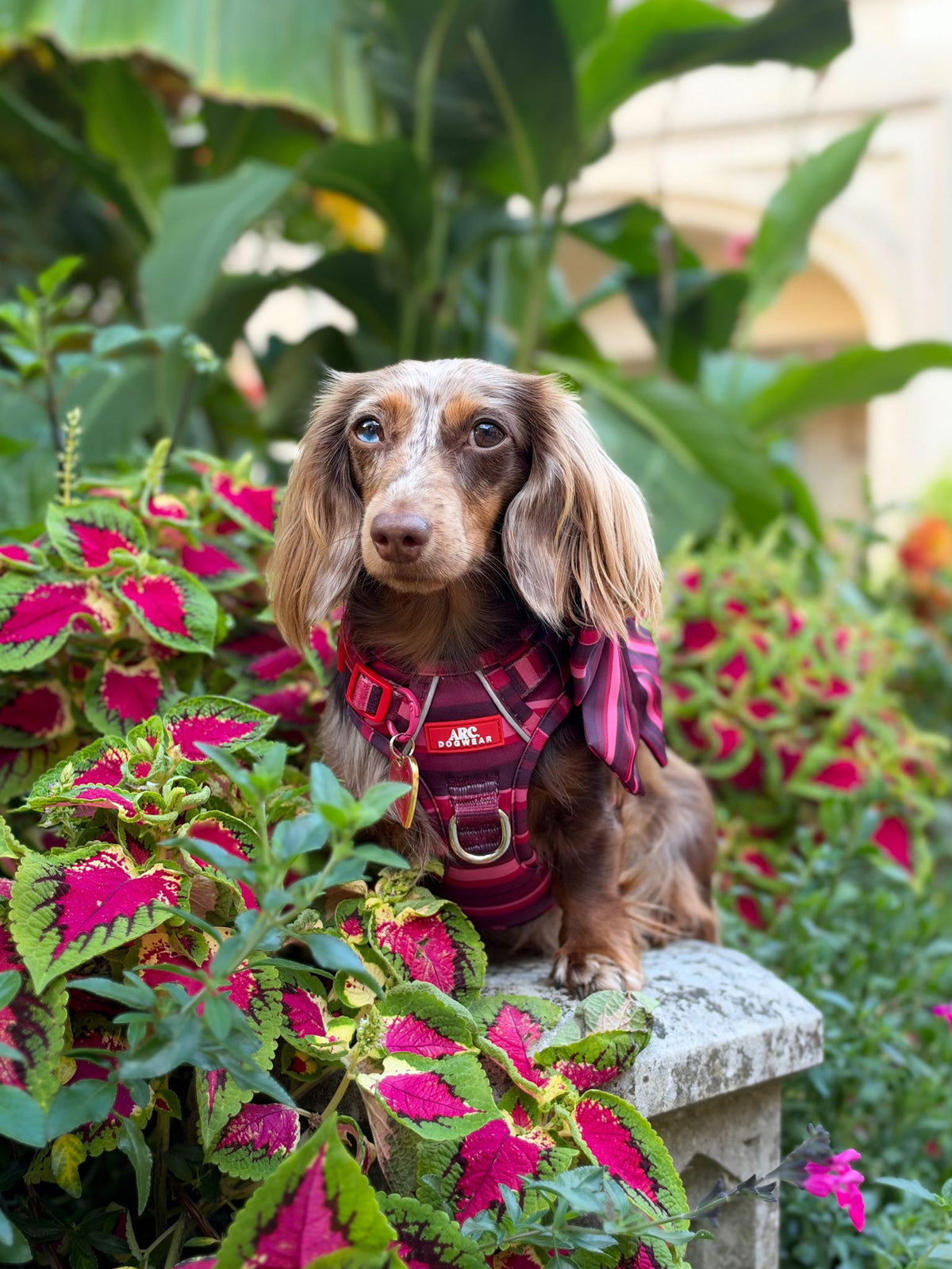 Bramble ARC. Adventurer Harness - New Size Guide