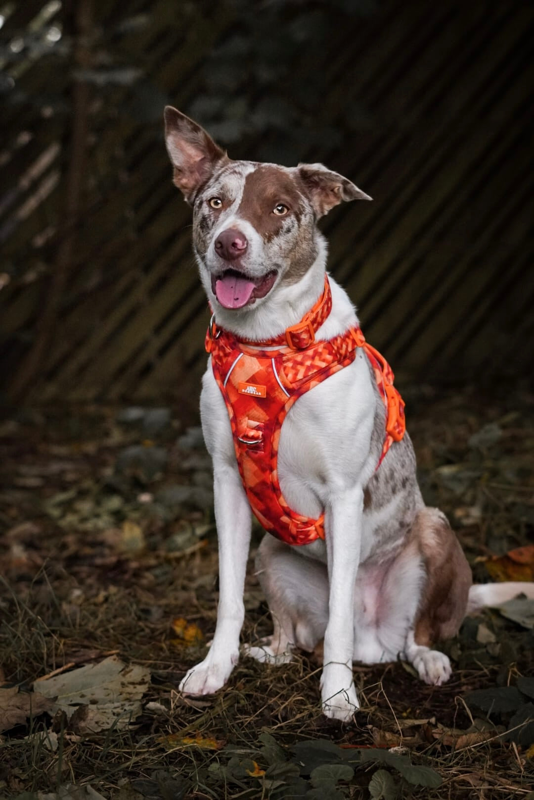 Auburn ARC. Adventurer Harness - New Size Guide