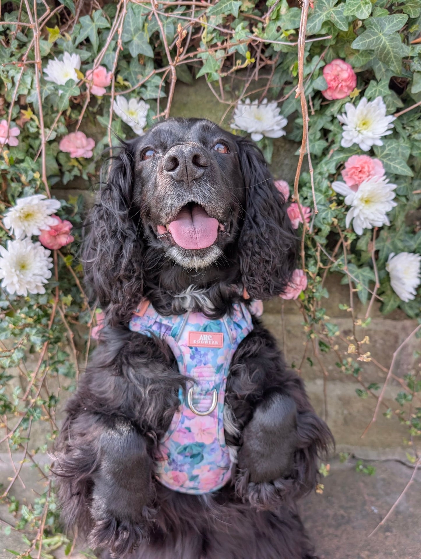 Mellie's Meadow ARC. Adventurer Harness